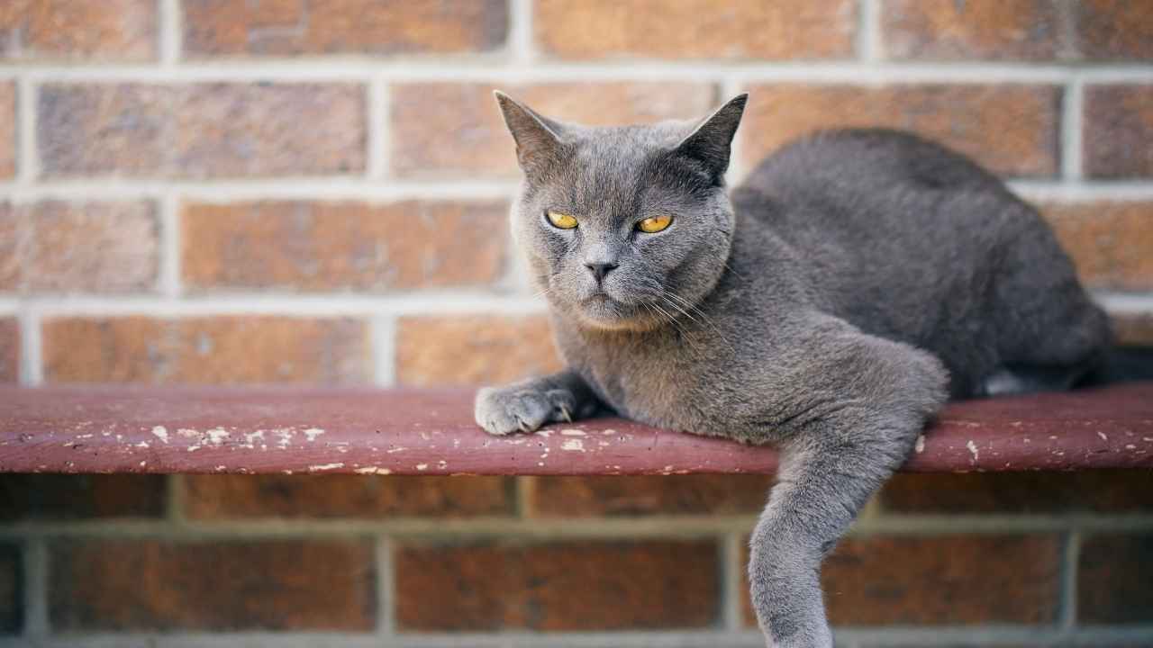 Chartreux