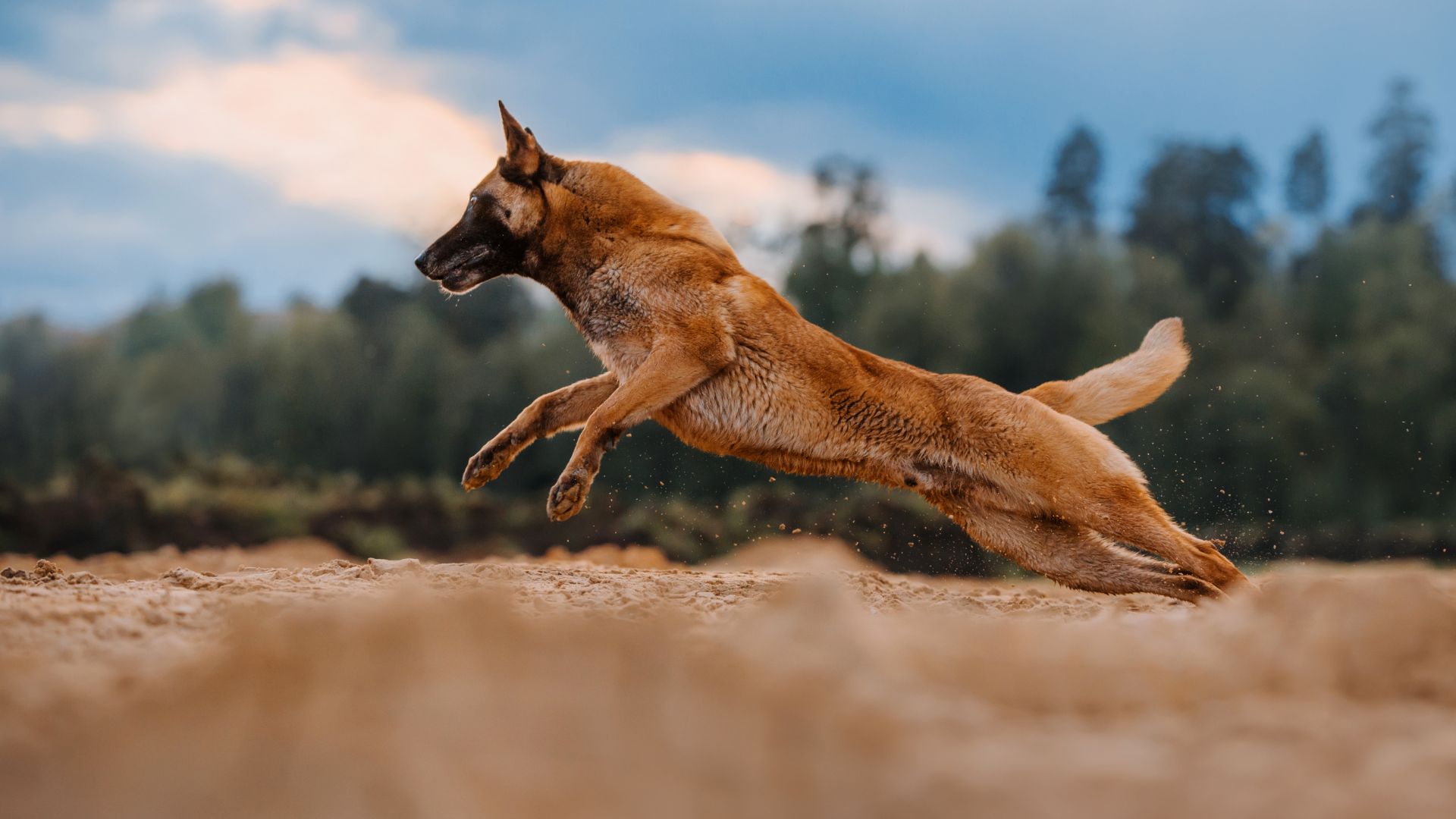Fast Guard Dog Breeds
