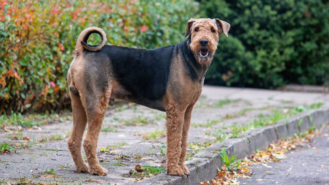 Illustration of Best Low Allergy Dog Breeds For Children