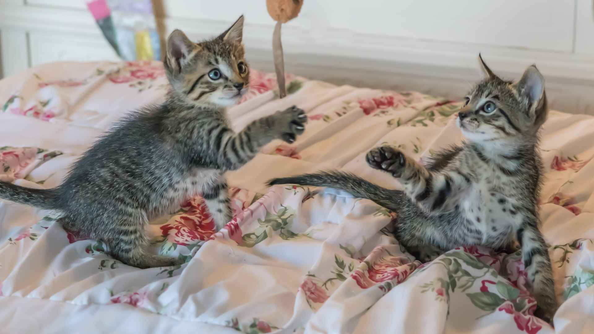 10 Best Cat Breeds That Are Good with Other Cats for Happy Households