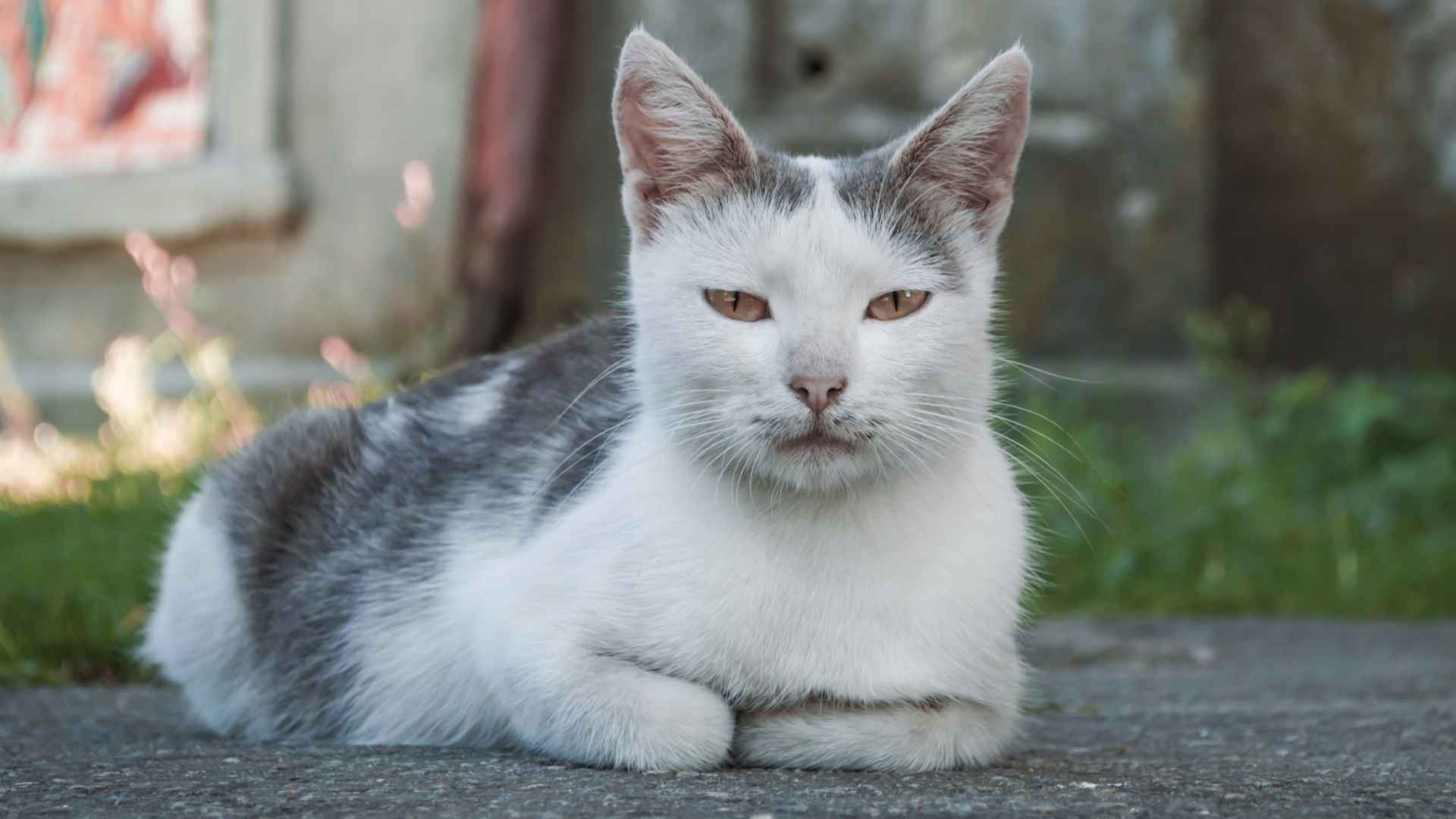 10 Best Grey and White Cat Breeds You’ll Love