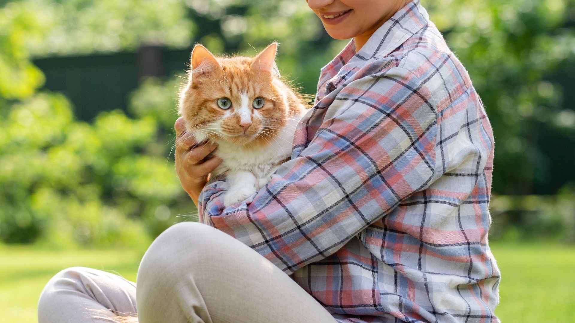 10 Best Velcro Cat Breeds Who Stick Like Glue