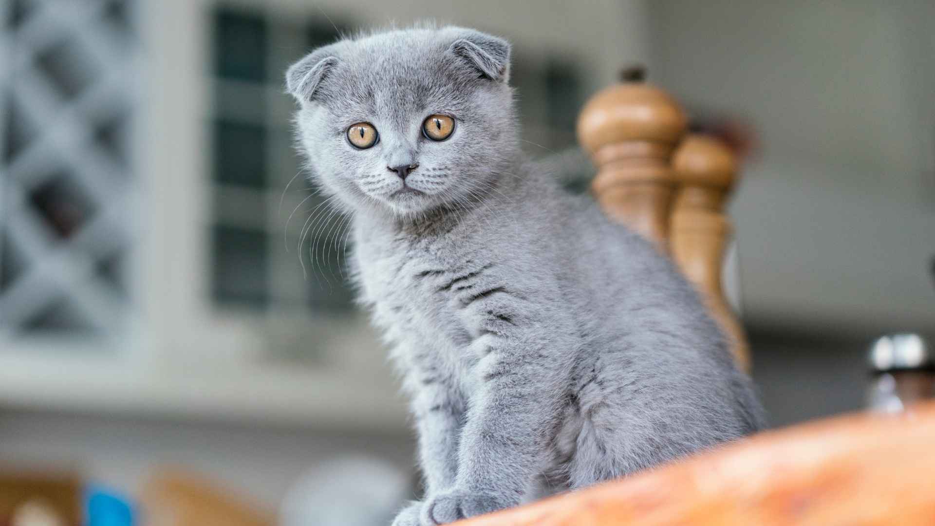 10 Captivating Big Eye Cat Breeds That Have the Most Expressive Looks