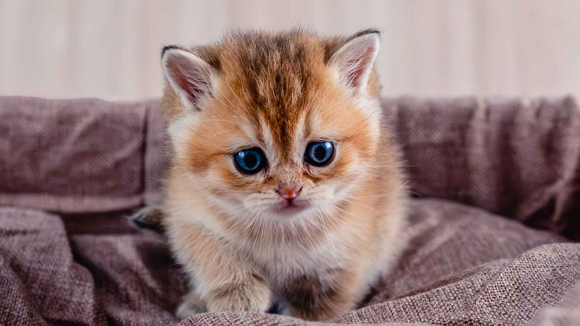 10 Cats That Look Like Kittens Forever and Never Seem to Grow Up