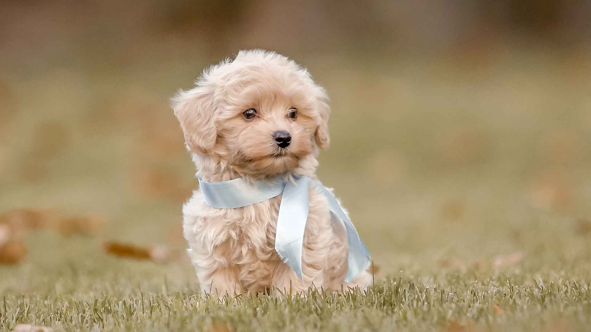 10 Cutest Puppy Dog Breeds To Brighten Your Day Cerfiem 10 Cutest Puppy Dog Breeds To Brighten Your Day Cerfiem