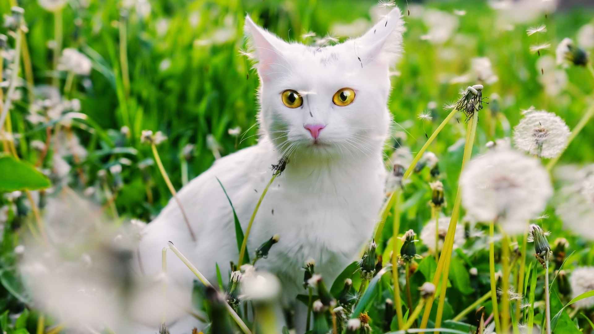 10 Most Beautiful Cat Breeds in the World That Look Straight Out of a Dream