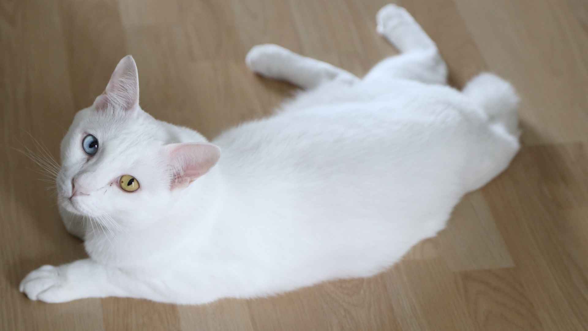 10 Most Creepy Cat Breeds That Look Mysterious and Otherworldly