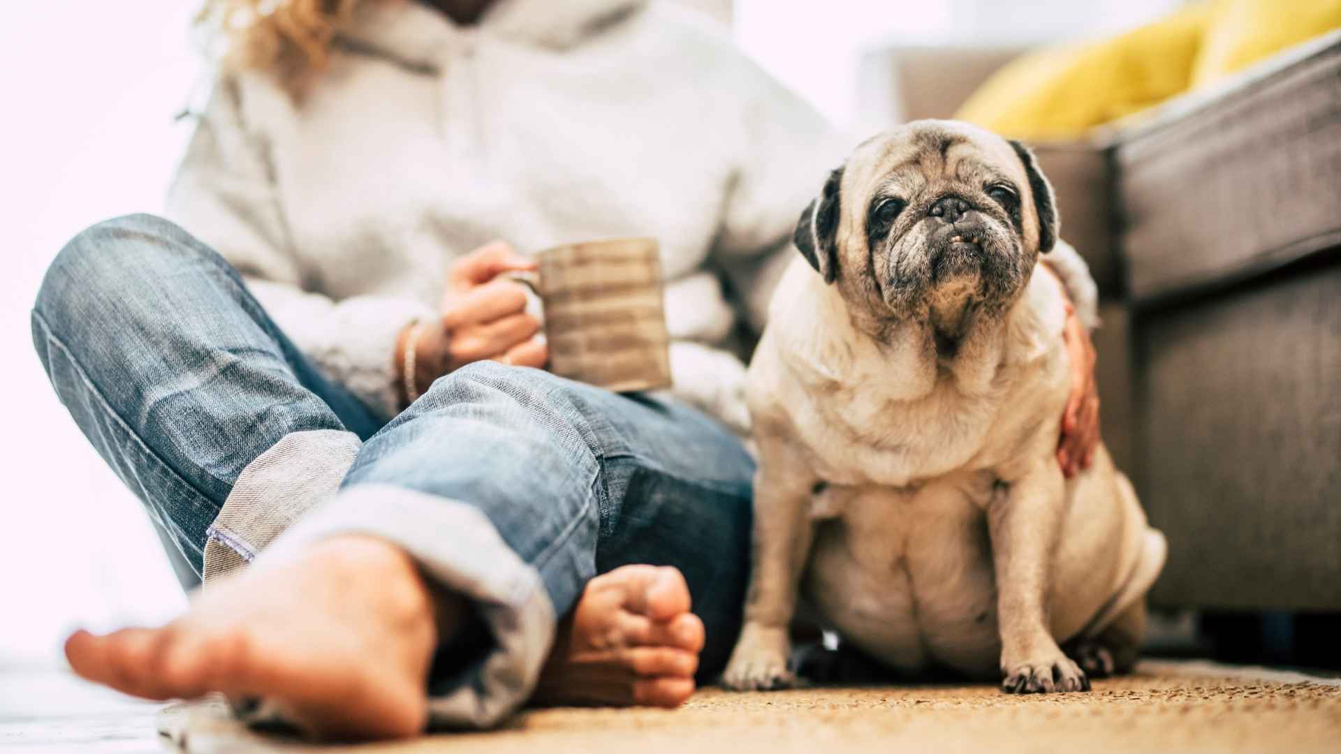 10 Most Easygoing Dog Breeds For A Relaxed Lifestyle