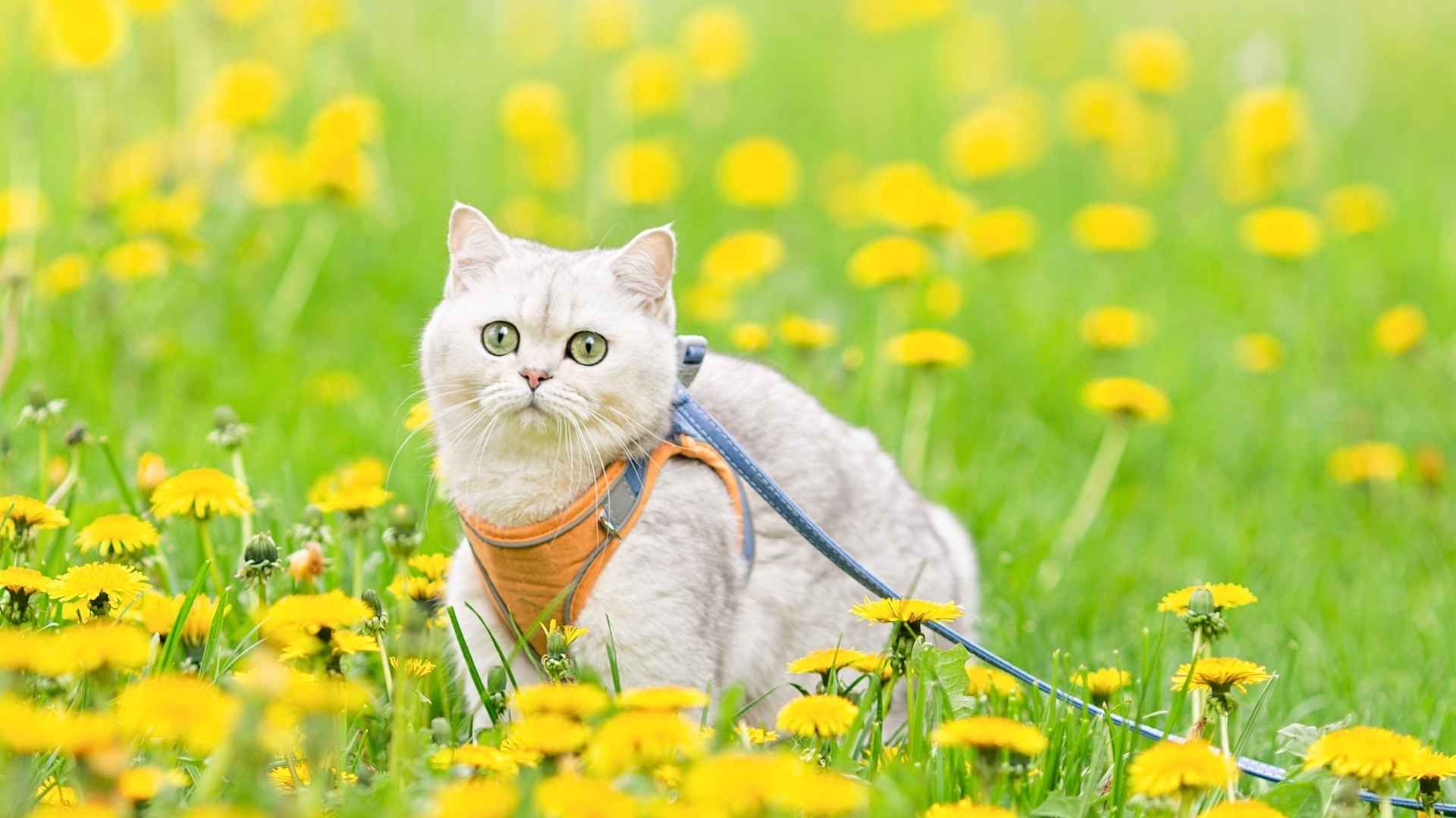 10 Most Gorgeous Cat Breeds That Will Capture Your Heart Instantly