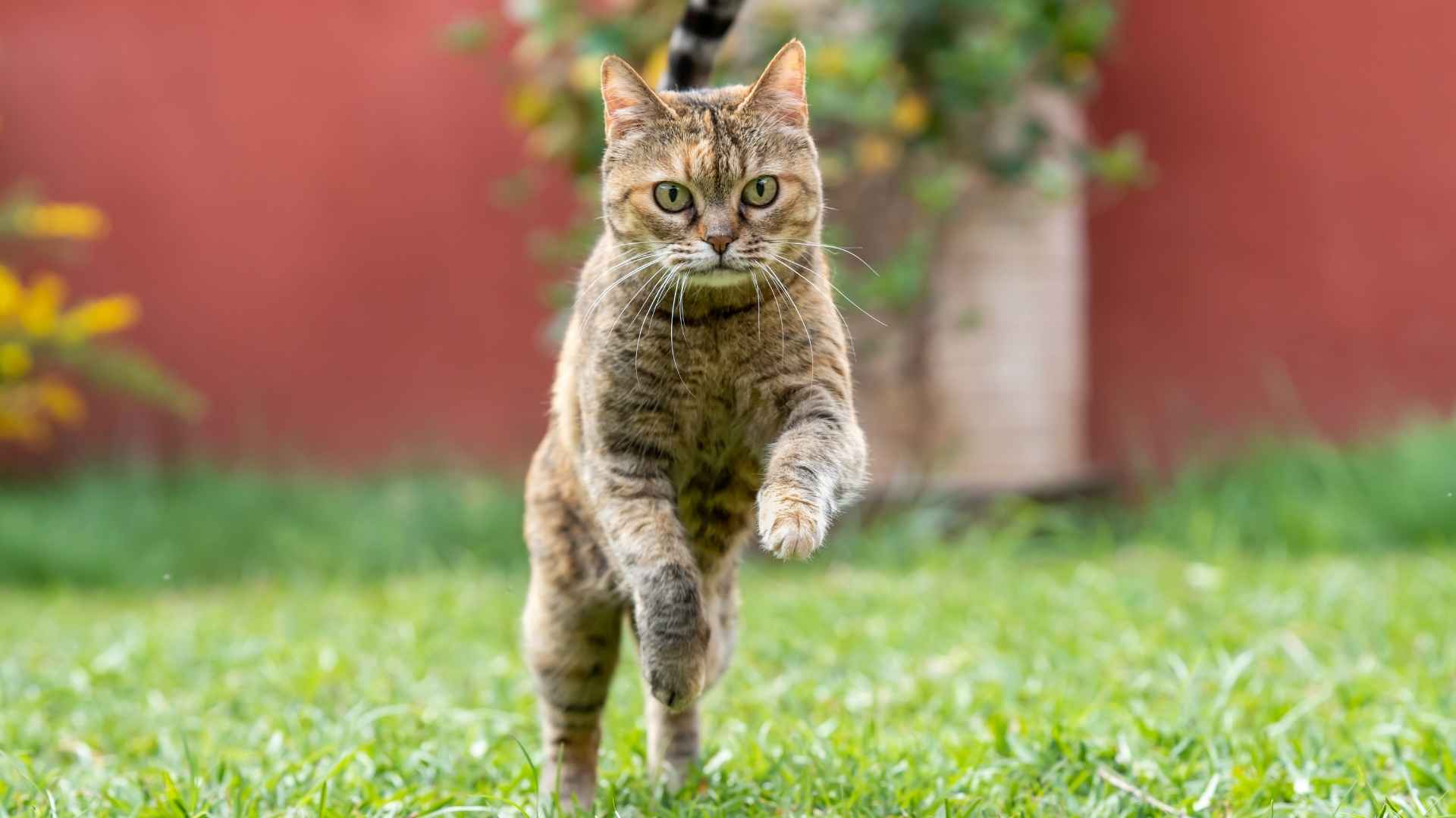 10 Most Hyper Cat Breeds That Have the Most Energy