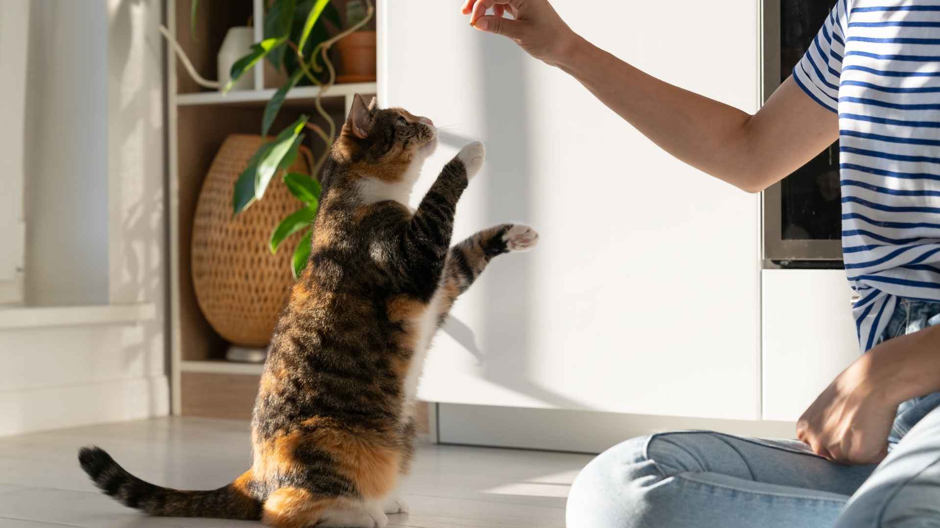 10 Most Intelligent Cat Breeds That Will Keep You on Your Toes