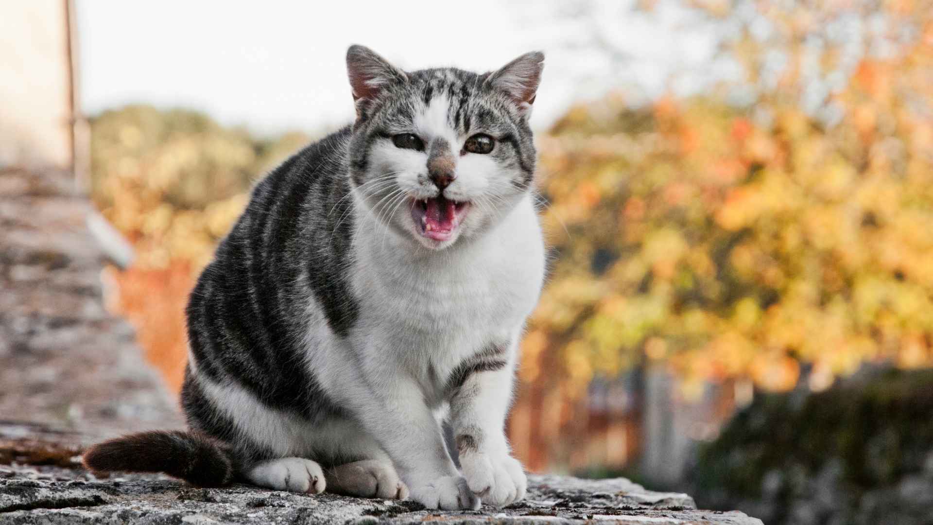 10 Most Vocal & Loud Cat Breeds for Chatty Pet Lovers