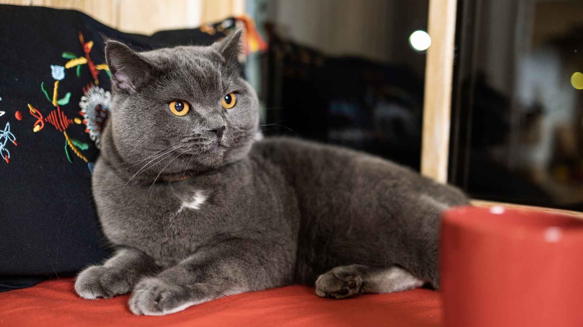 10 Perfect Medium Cat Breeds for Any Lifestyle