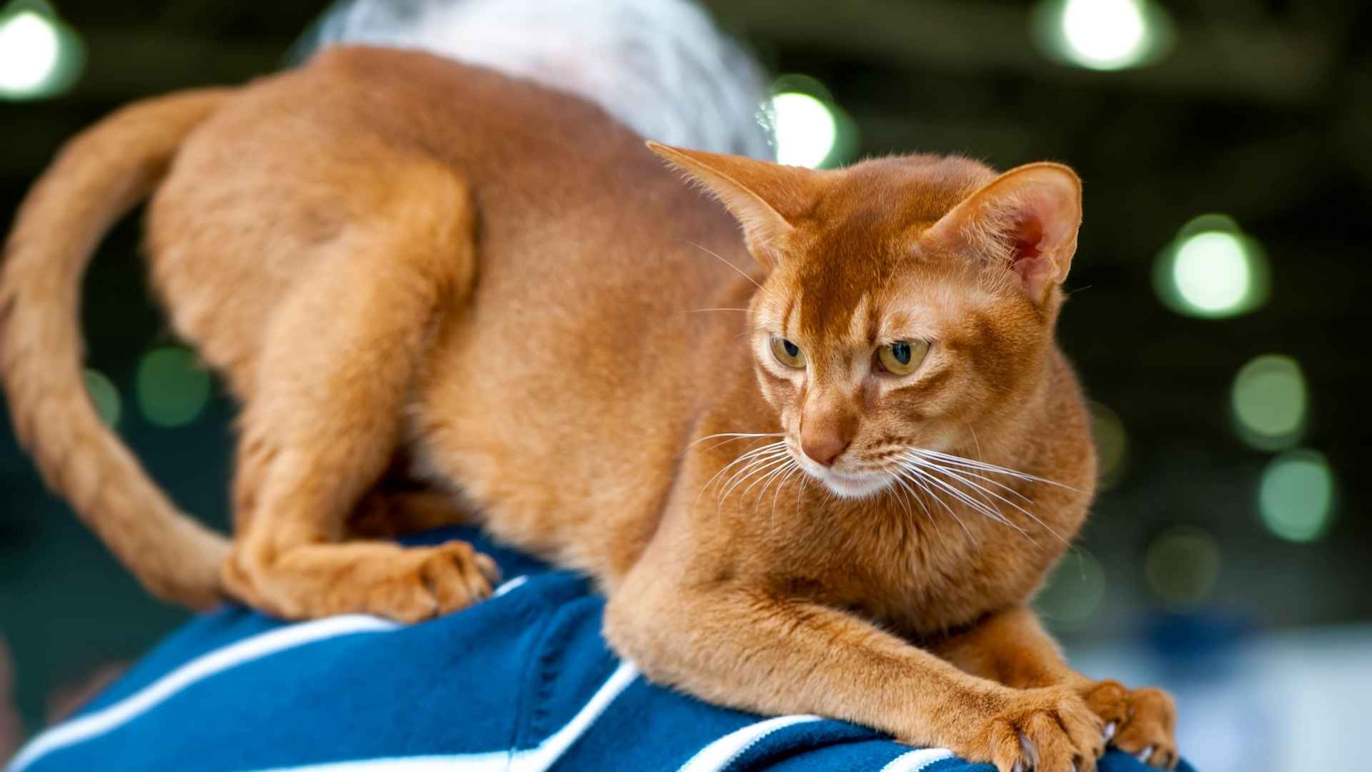 10 Shortest Living Cat Breeds: What You Need to Know