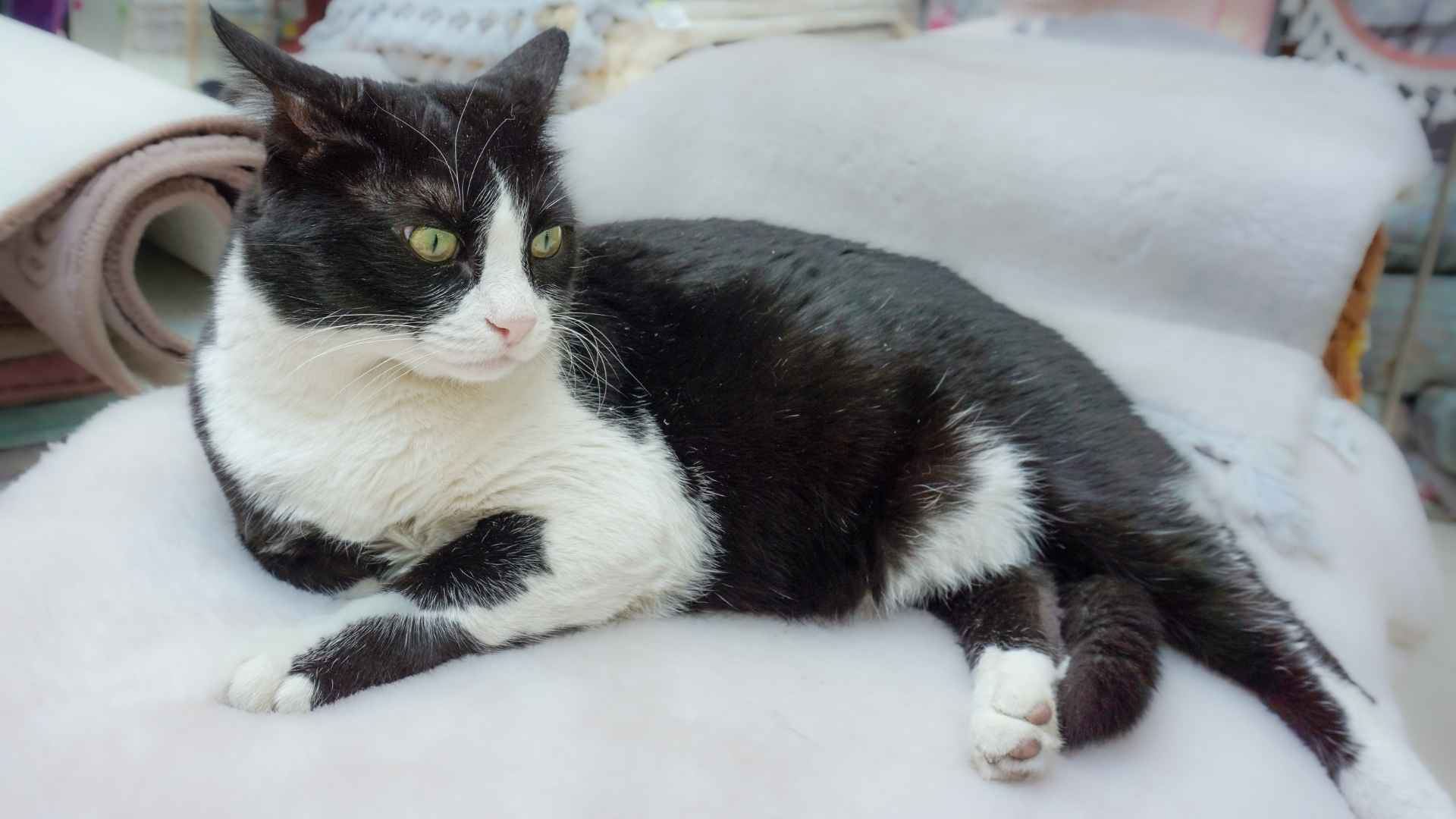 Tuxedo Cat