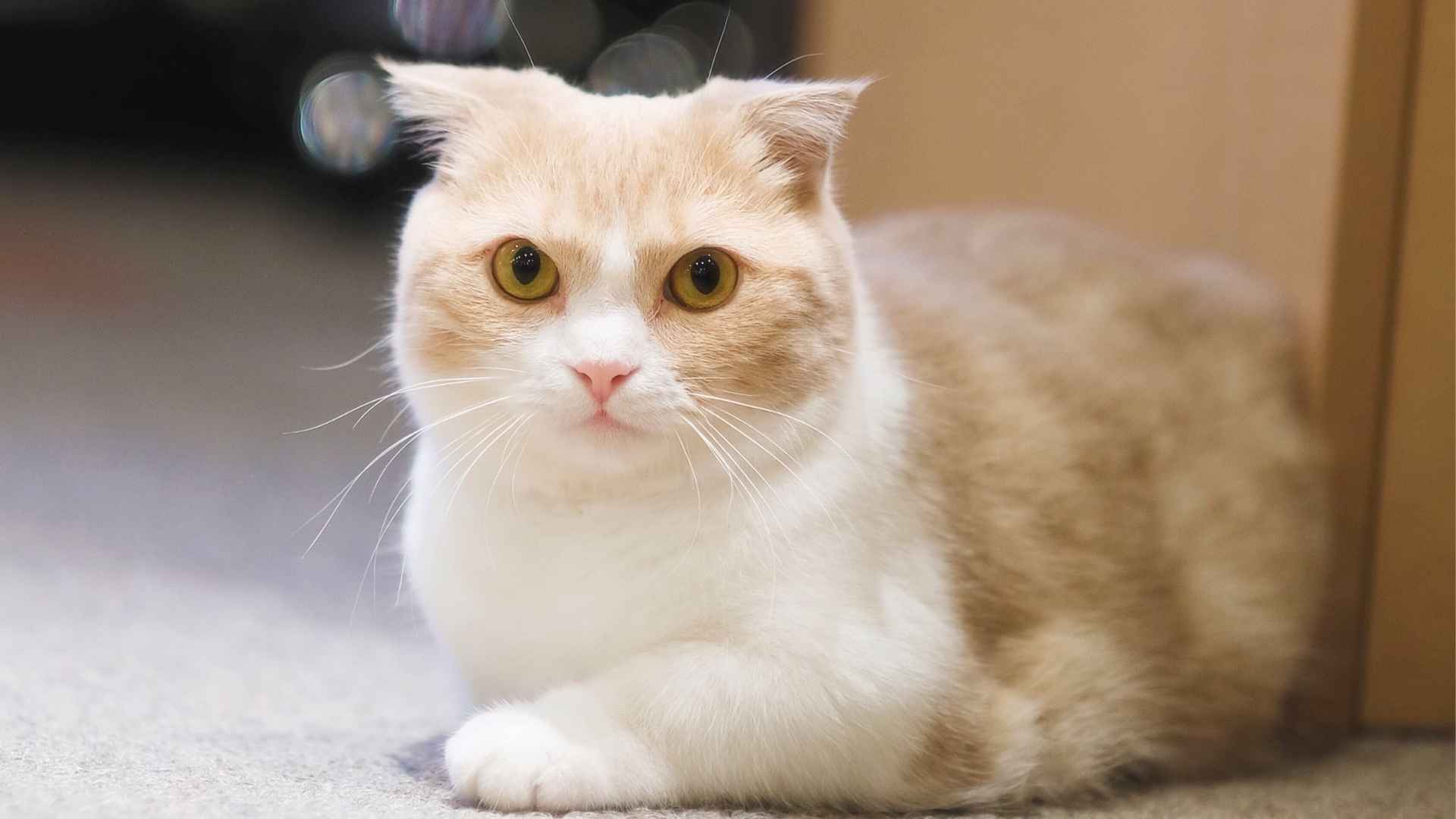 7 Adorable Cat Breeds with Short Legs You'll Want to Adopt Today