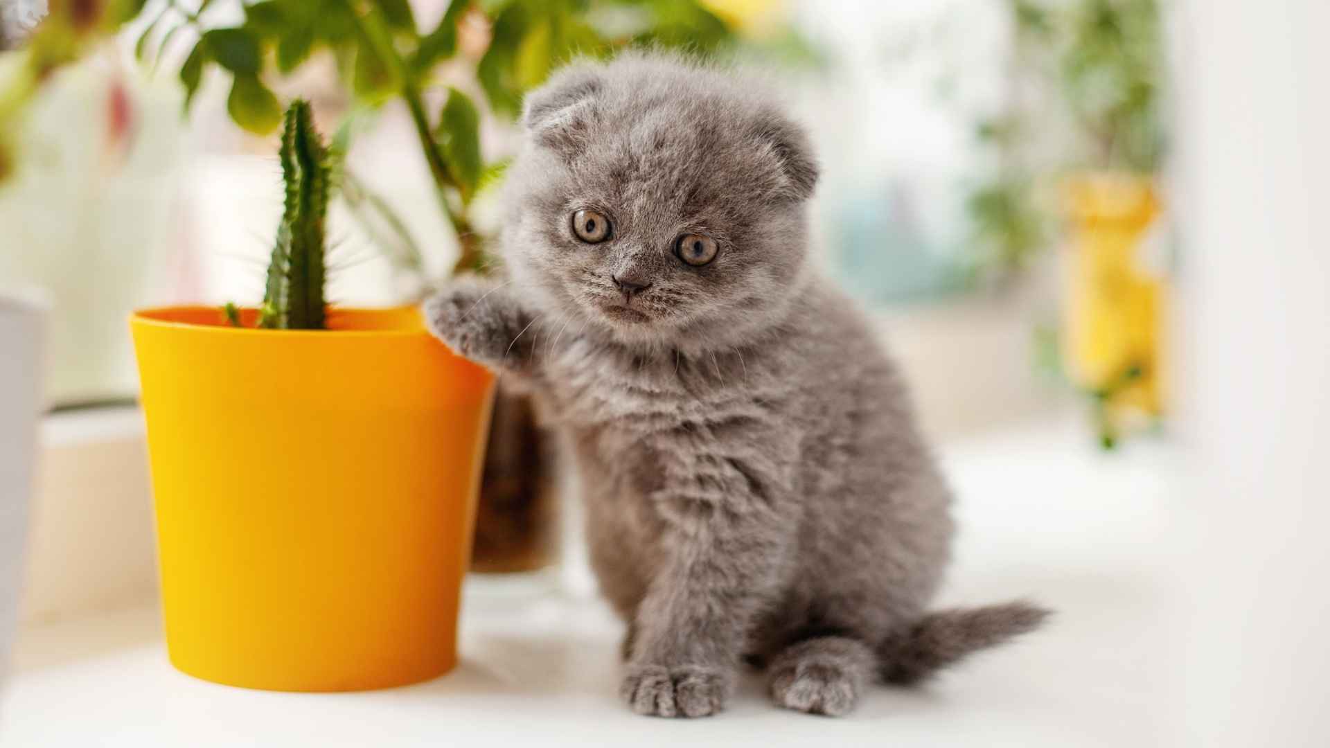 7 Adorable Cats That Don’t Grow: Cute, Small, and Full of Love