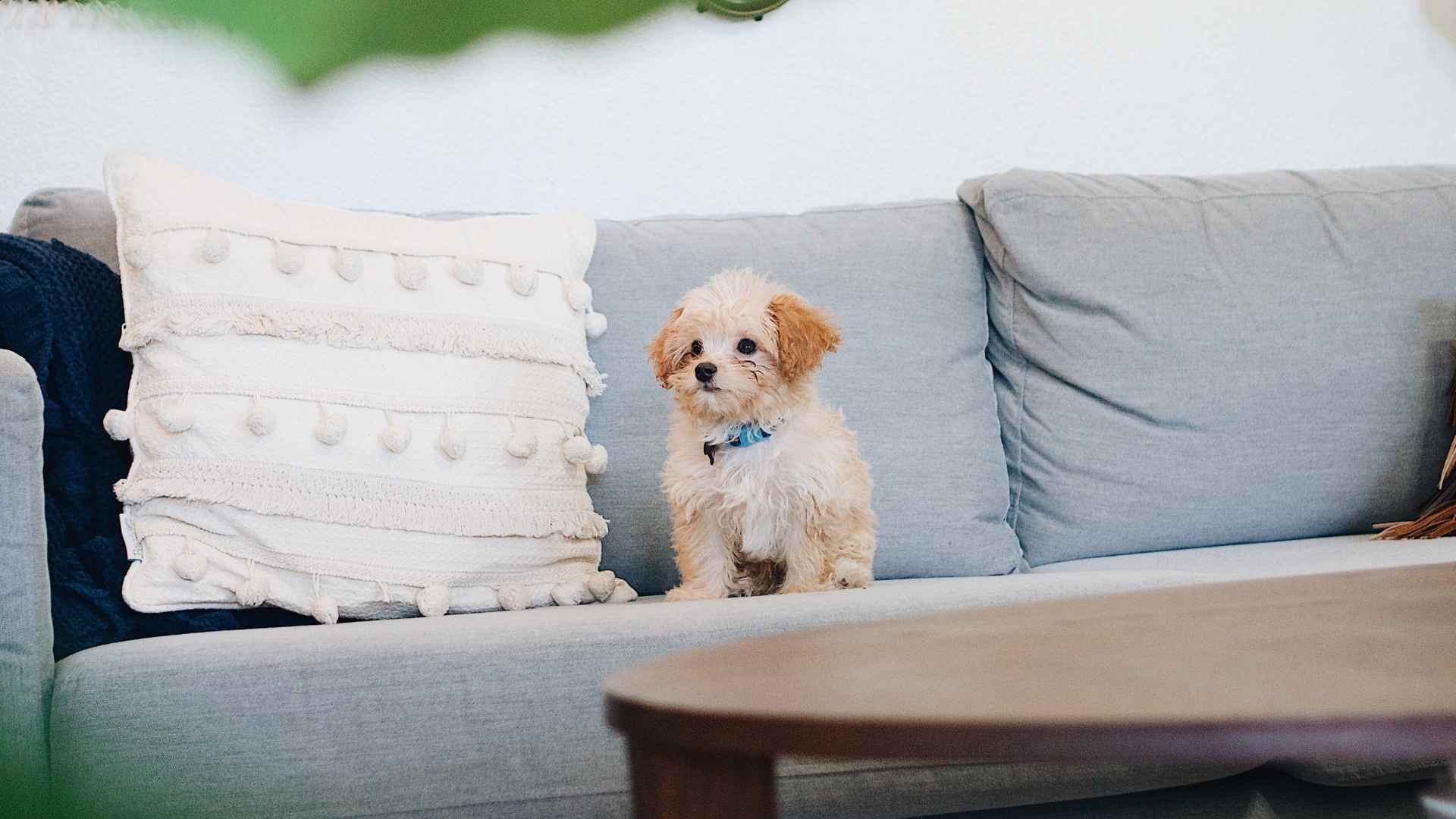 7 Adorable Dogs That Stay Small Forever Perfect for Any Home