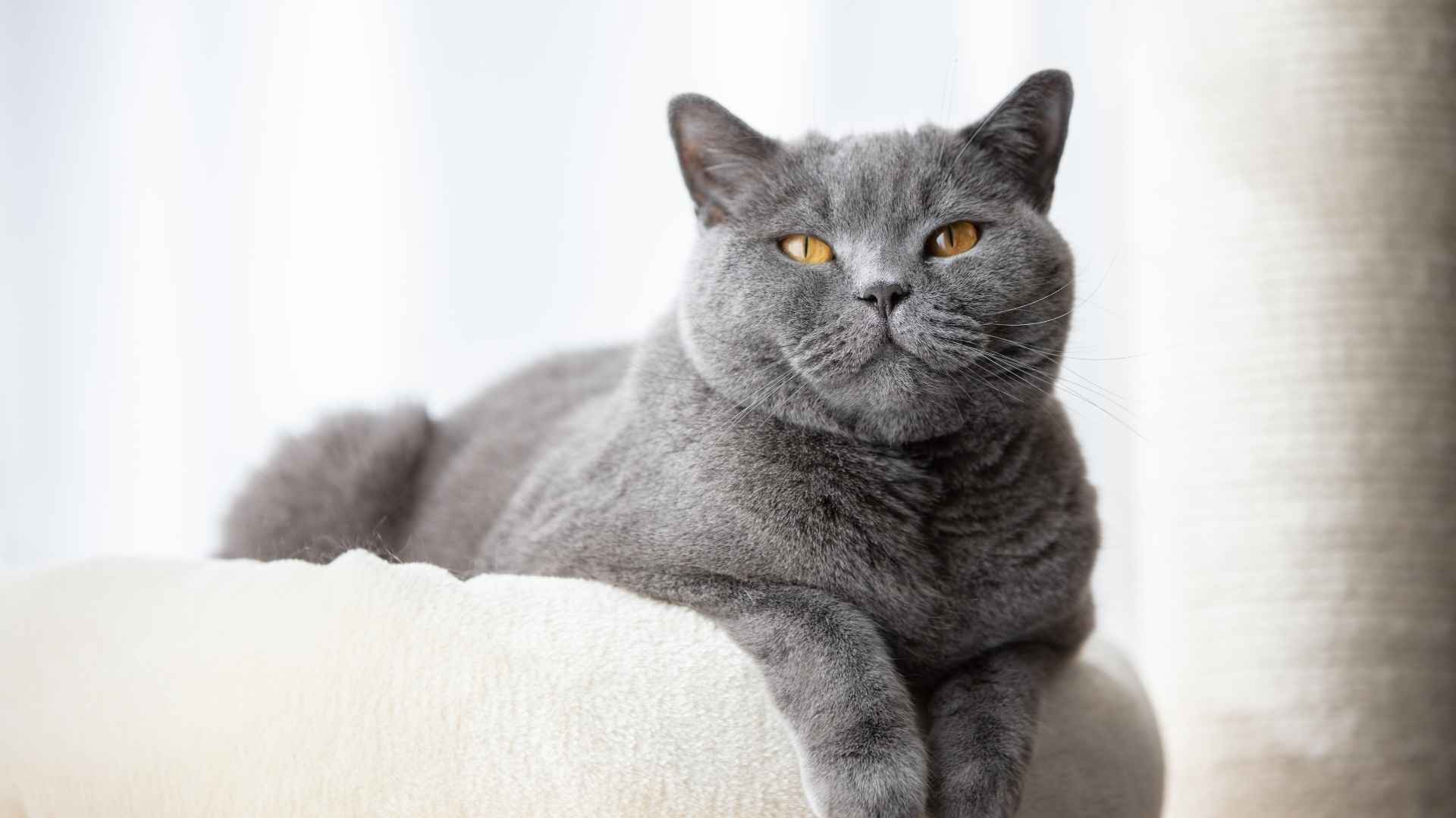 7 Adorable Types of Grey Cats: Find Your Perfect Feline Companion