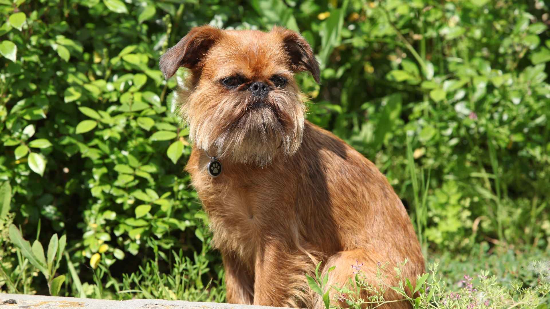 7 Adorably Ugly Little Dog Breeds with Quirky Looks & Big Personalities