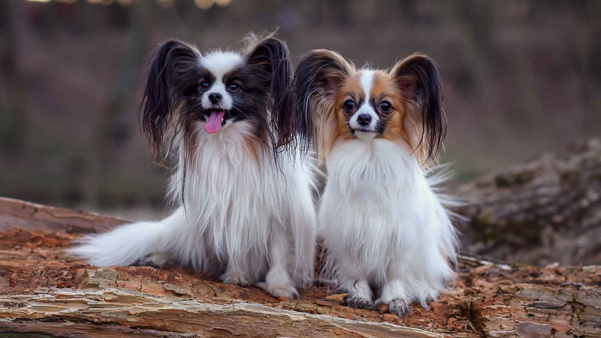 7 Always Young Dog Breeds That Keep Their Puppy Charm