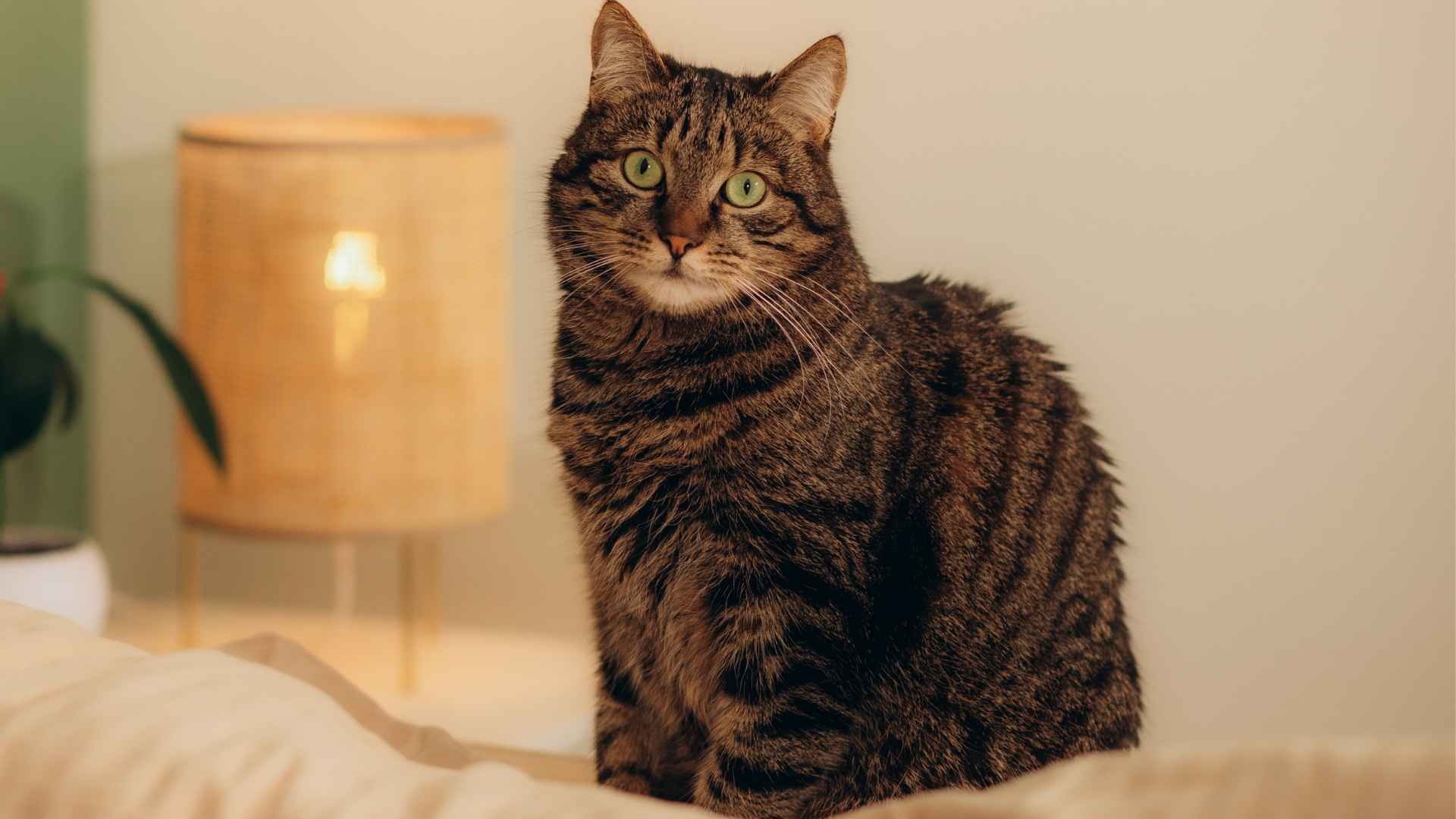 7 Beautiful Striped House Cat Breeds That Will Steal Your Heart