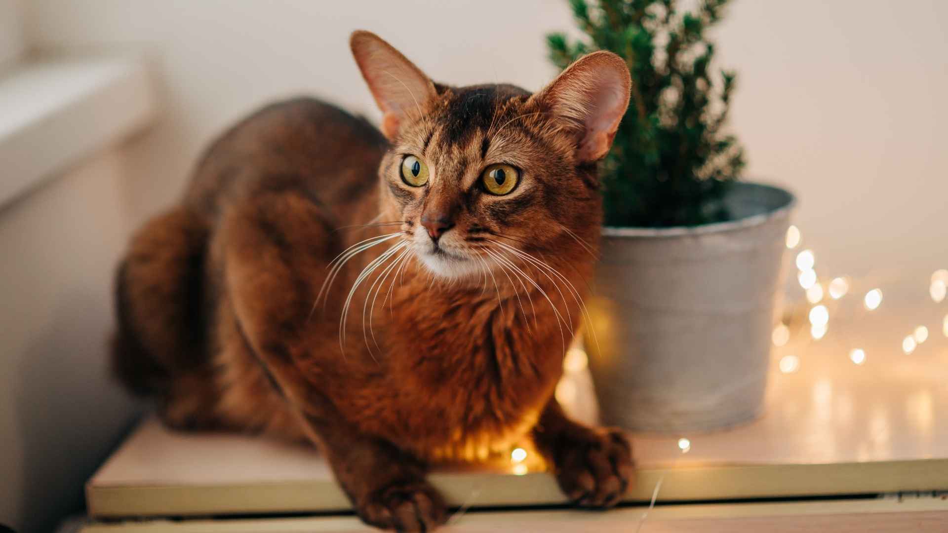 7 Beautiful Types of Brown Cats with Rich, Earthy Tones