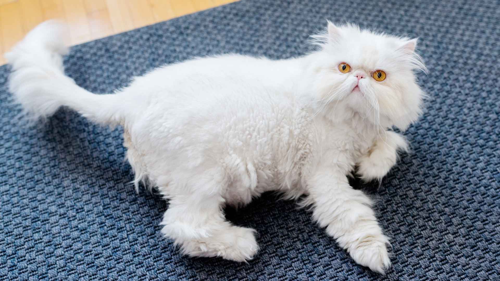 7 Beloved Smushed Face Cat Breeds That Will Melt Your Heart