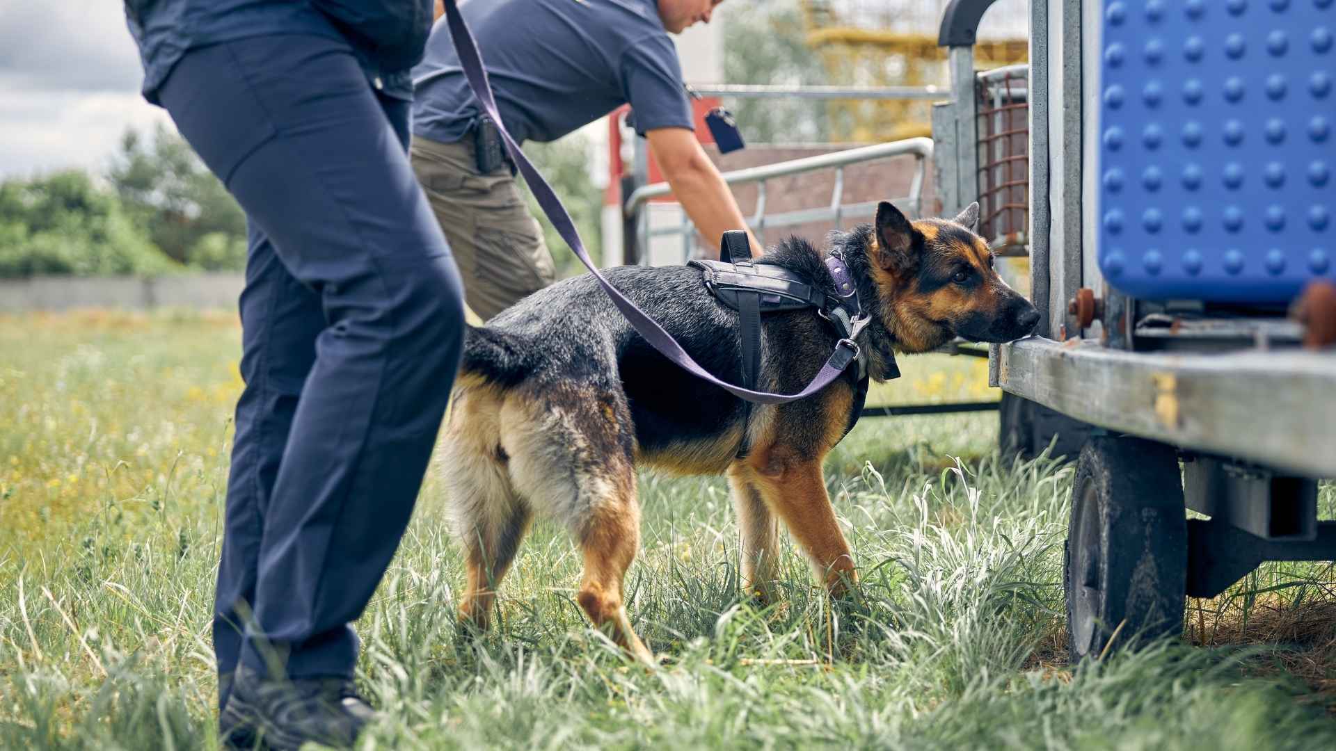 7 Best Cadaver Dog Breeds for Search & Rescue Operations