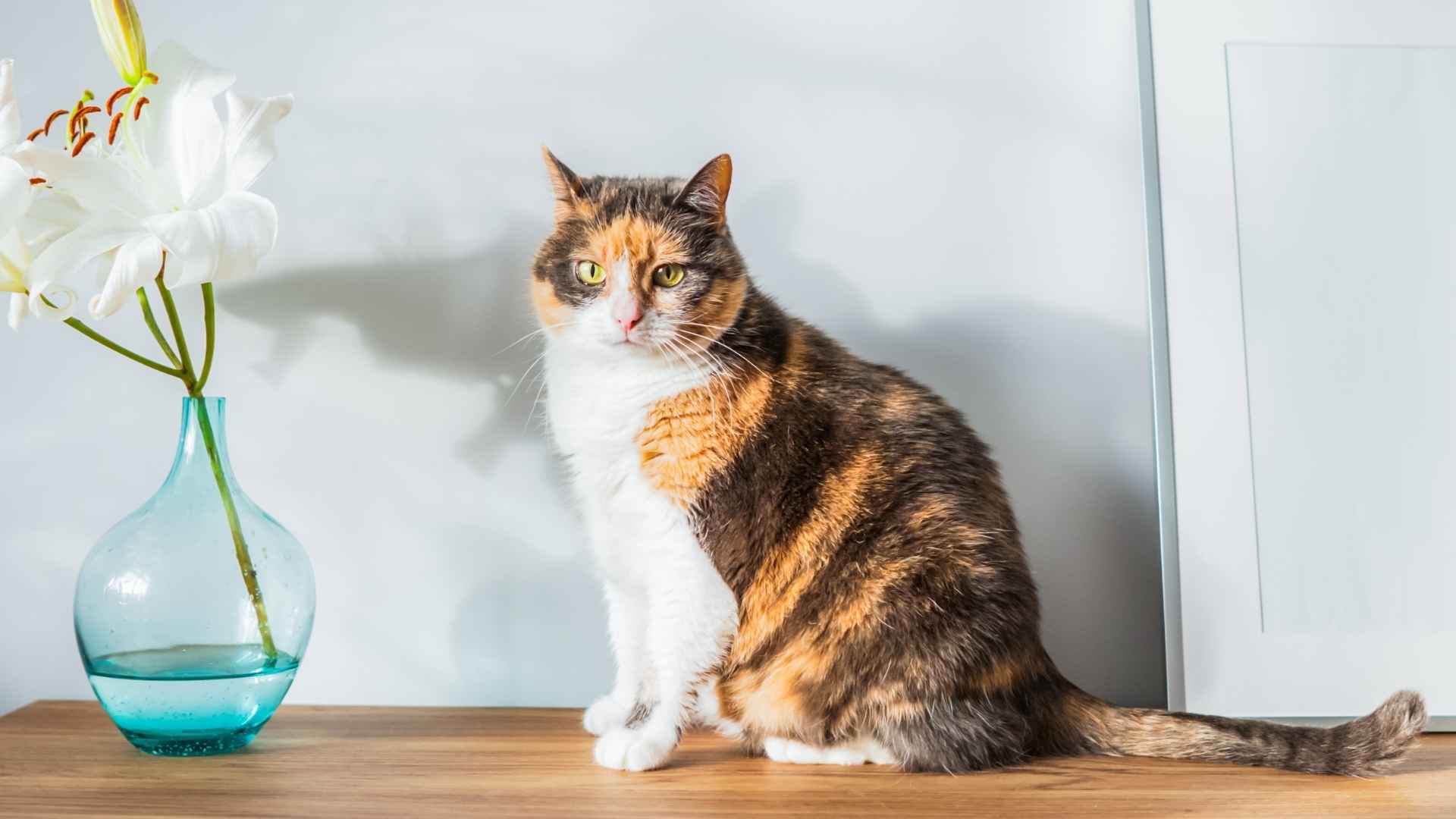 7 Best Calm Cat Breeds That Don’t Shed Perfect for Your Home