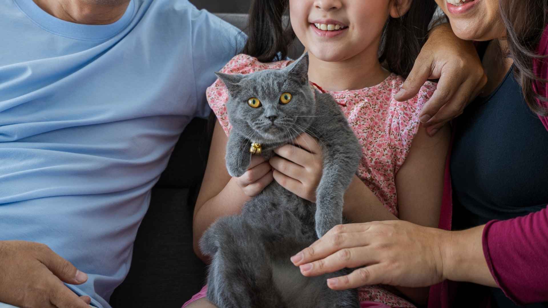 7 Best Family Cat Breeds Perfect for Kids & Homes