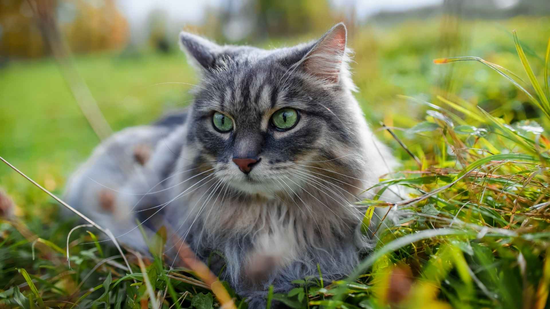 7 Best Green-Eyed Cat Breeds That Will Hypnotize You