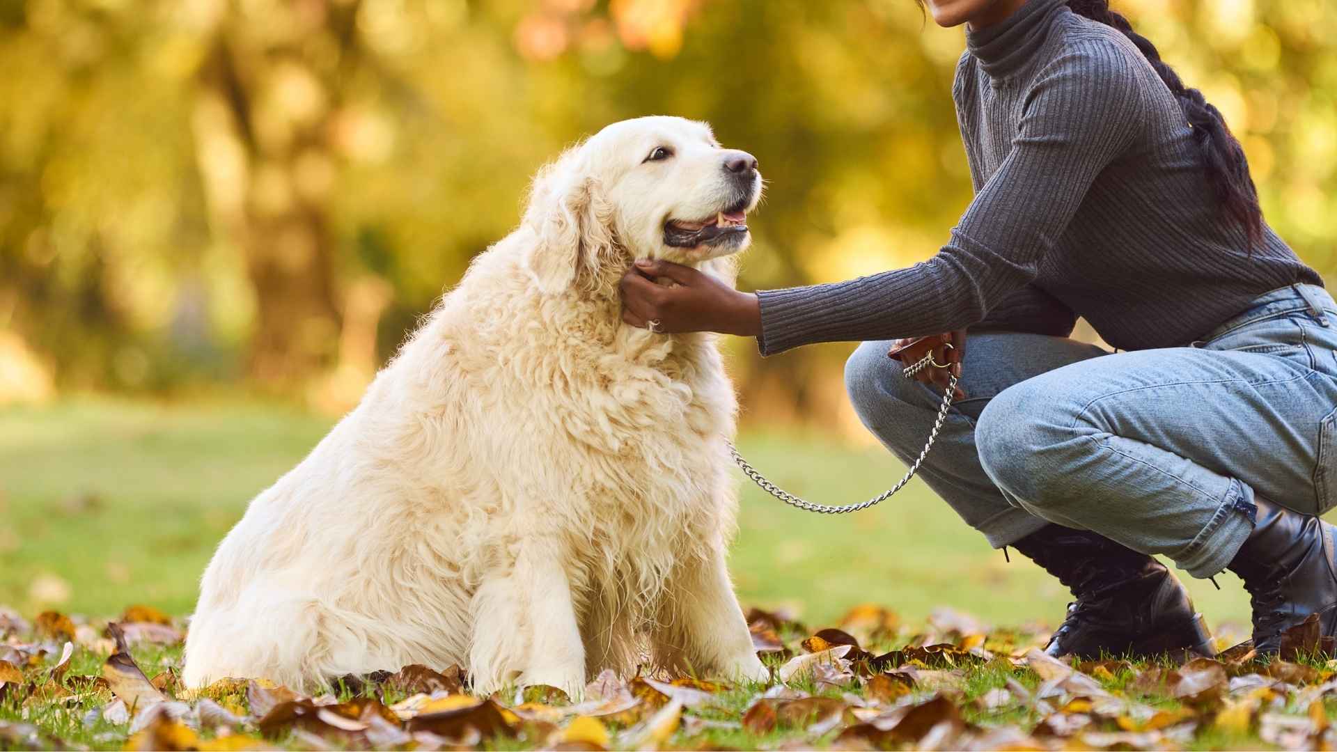 7 Best Guard Dog Breeds for People with Autism Spectrum Disorder