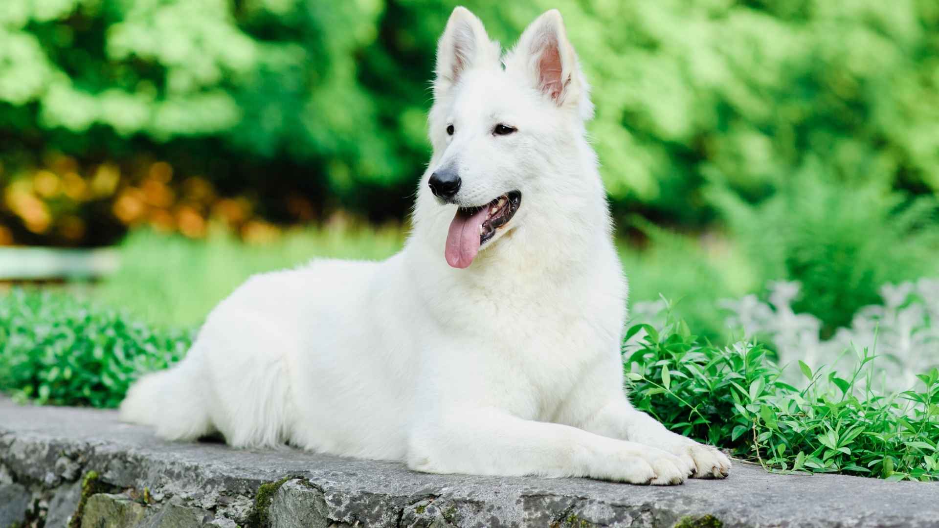 7 Best Large White Dog Breeds: Stunning, Loyal, and Perfect for Families