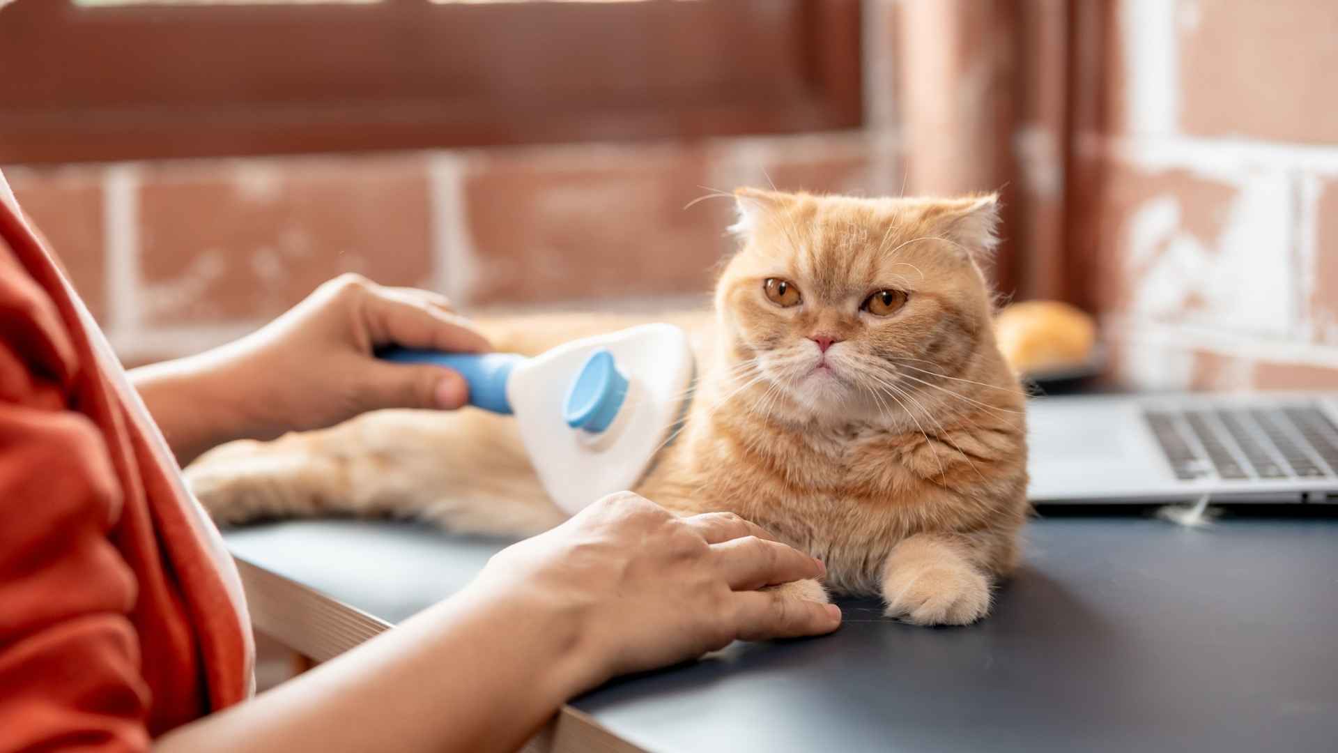 7 Best Minimal Grooming Cat Breeds for Easy Care