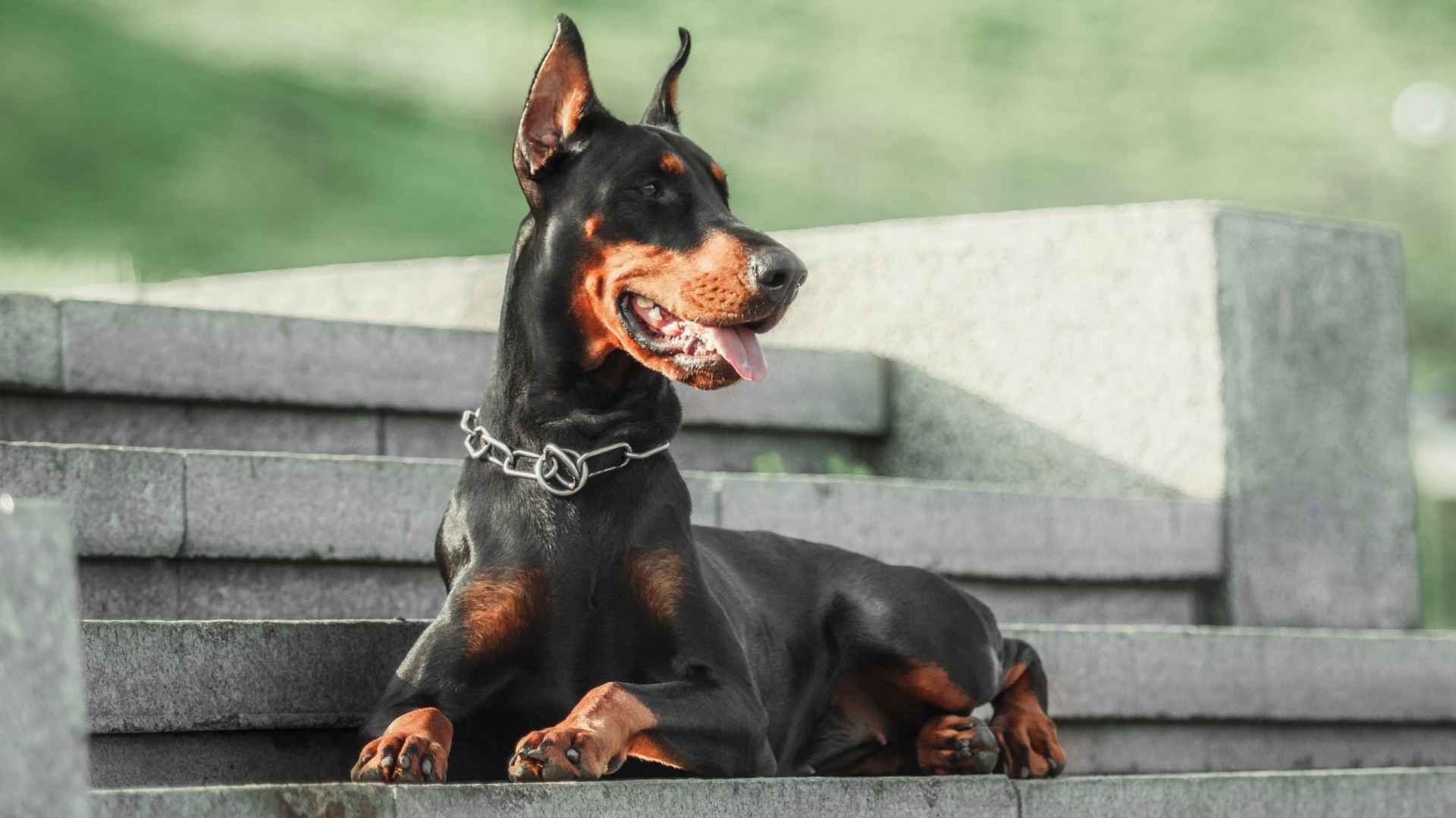 7 Best Moderately Protective Dog Breeds That Won’t Overreact to Every Noise