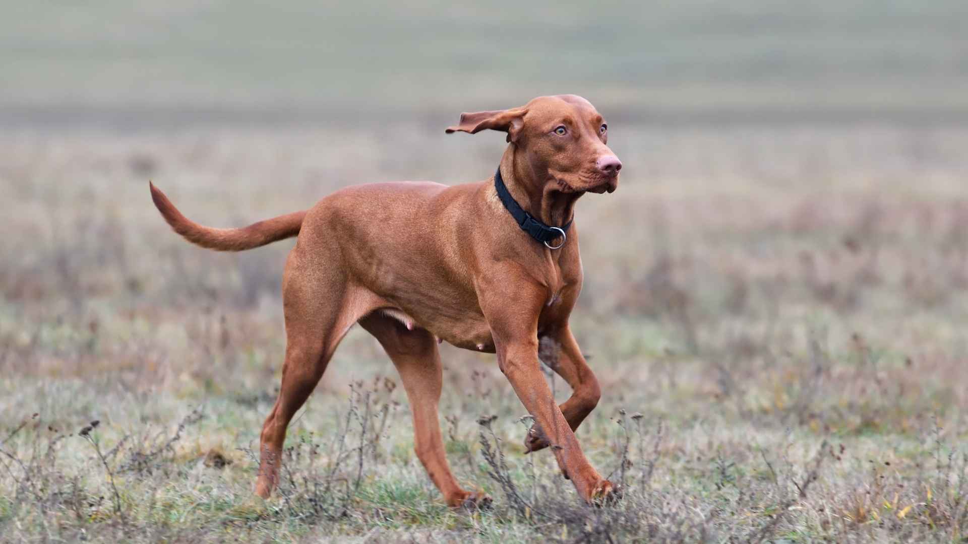 7 Best Red Hound Dog Breeds Known for Their Beauty and Skill