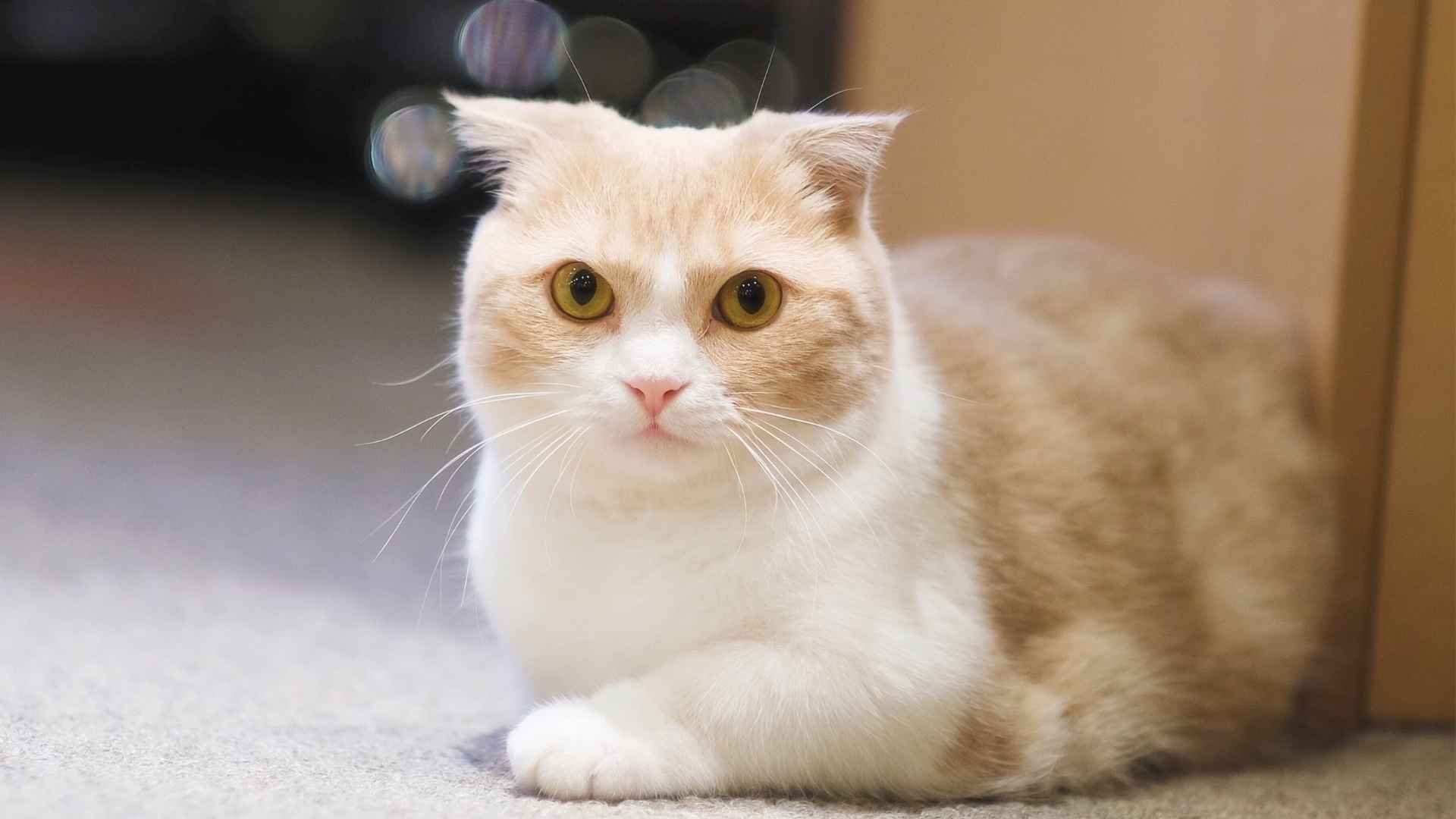 7 Best Short Leg Cat Breeds for Your Home