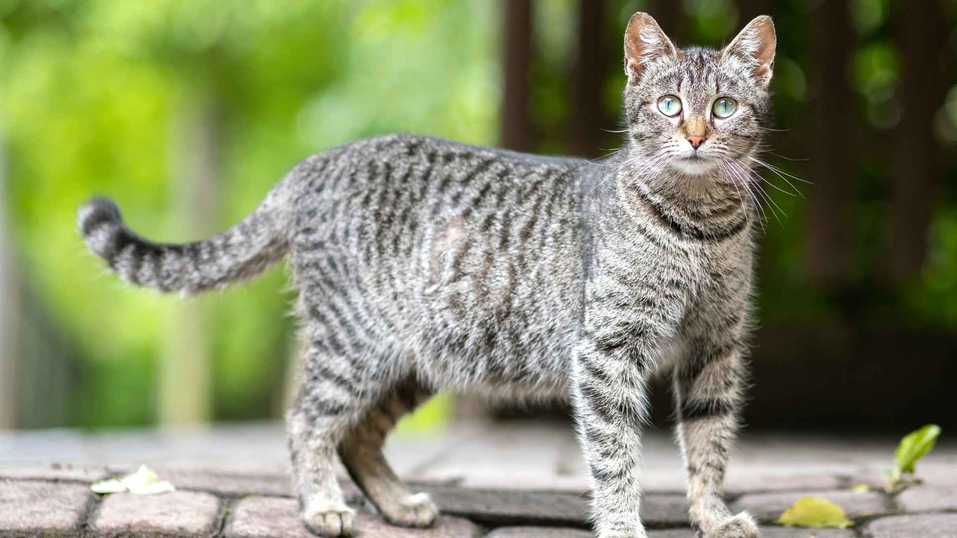 7 Best Tiger Striped Cat Breeds That Bring Wild Elegance Home