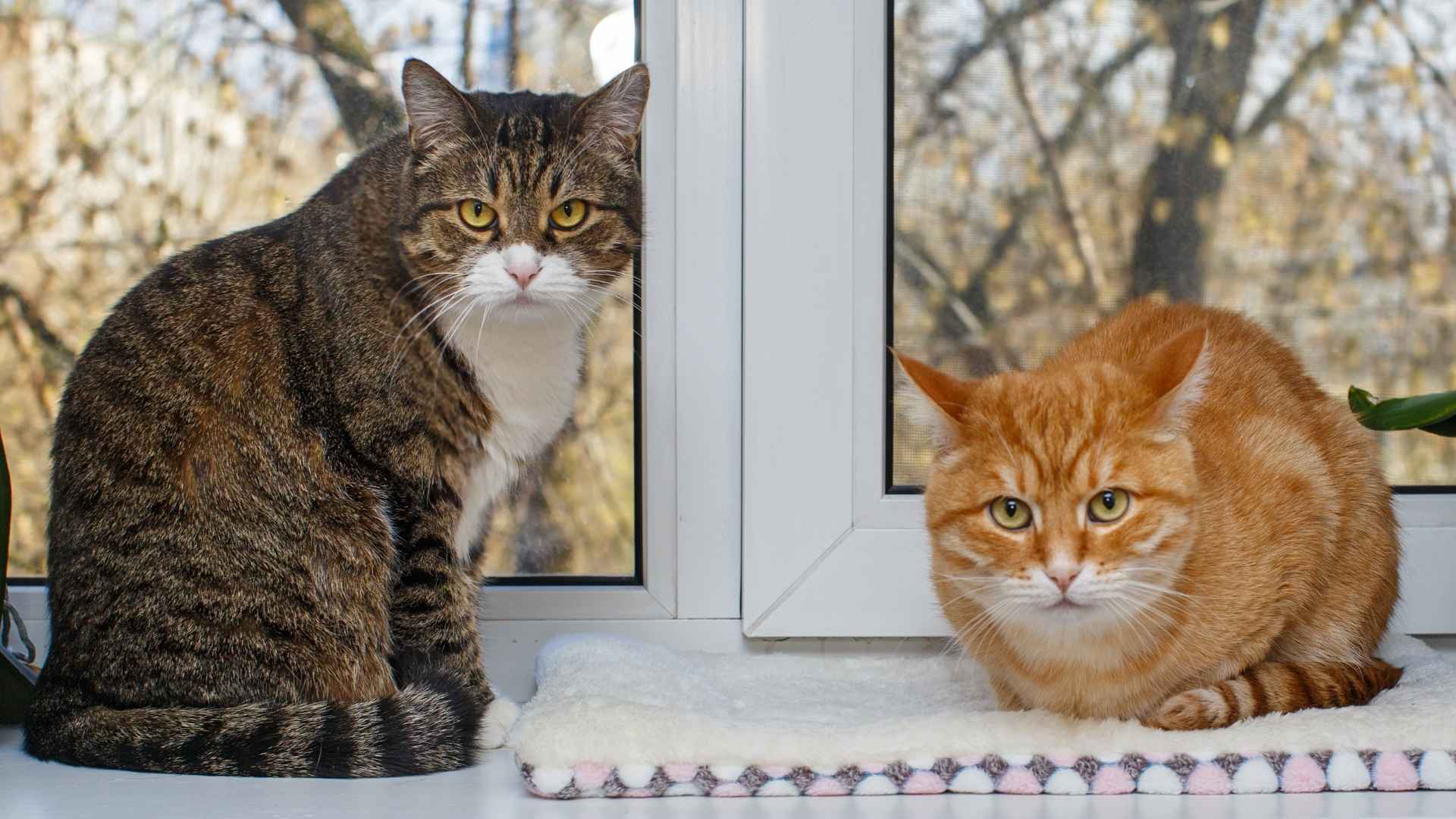 7 Best Types of Domestic Cats for Every Lifestyle