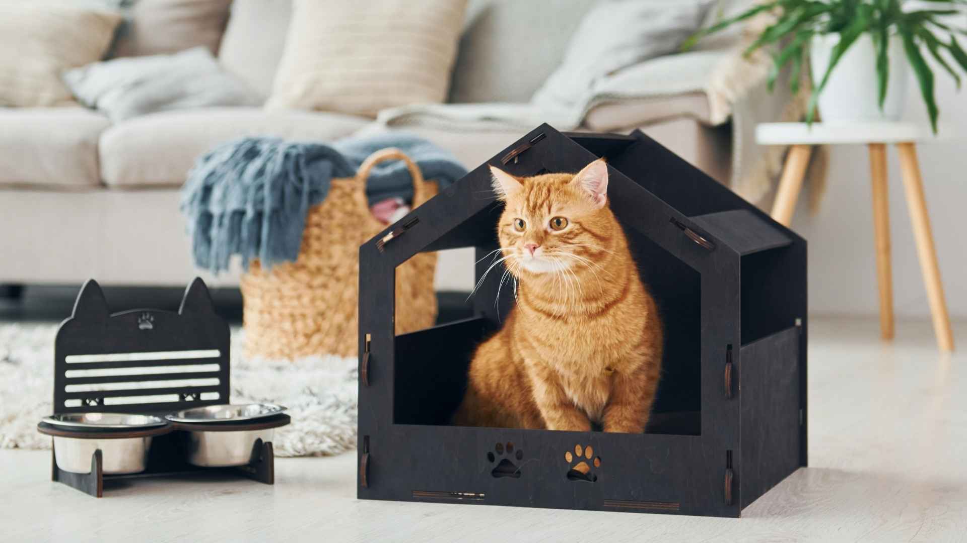 7 Best Types of House Cats That Thrive Indoors