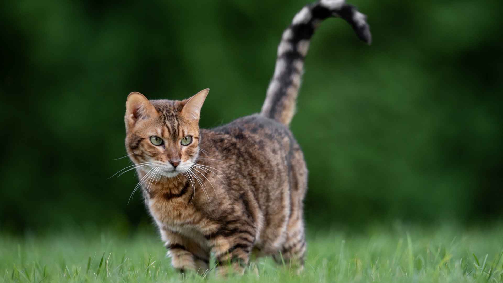 7 Brown Striped Cat Breeds with Unique and Charming Looks