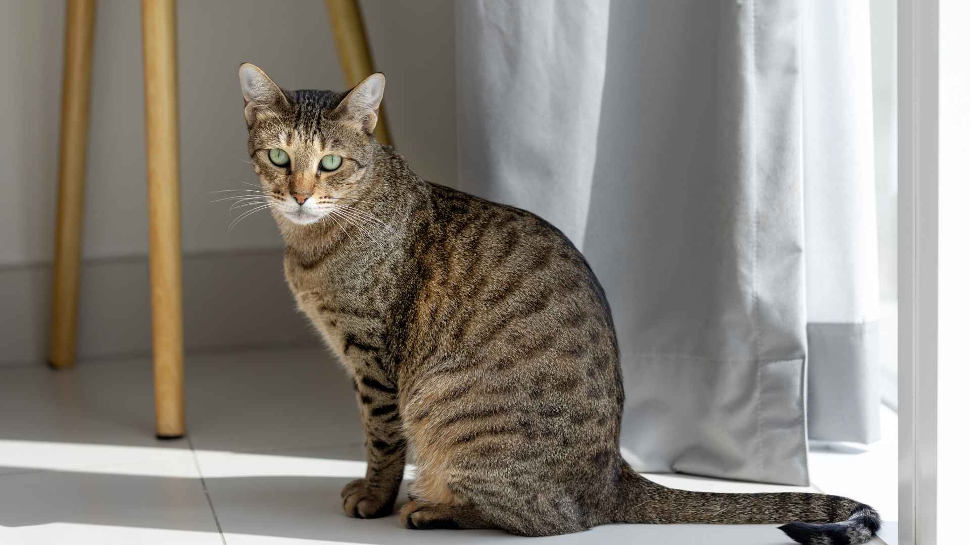 7 Cats That Look Like Bengals (But Are Easier to Live With!)