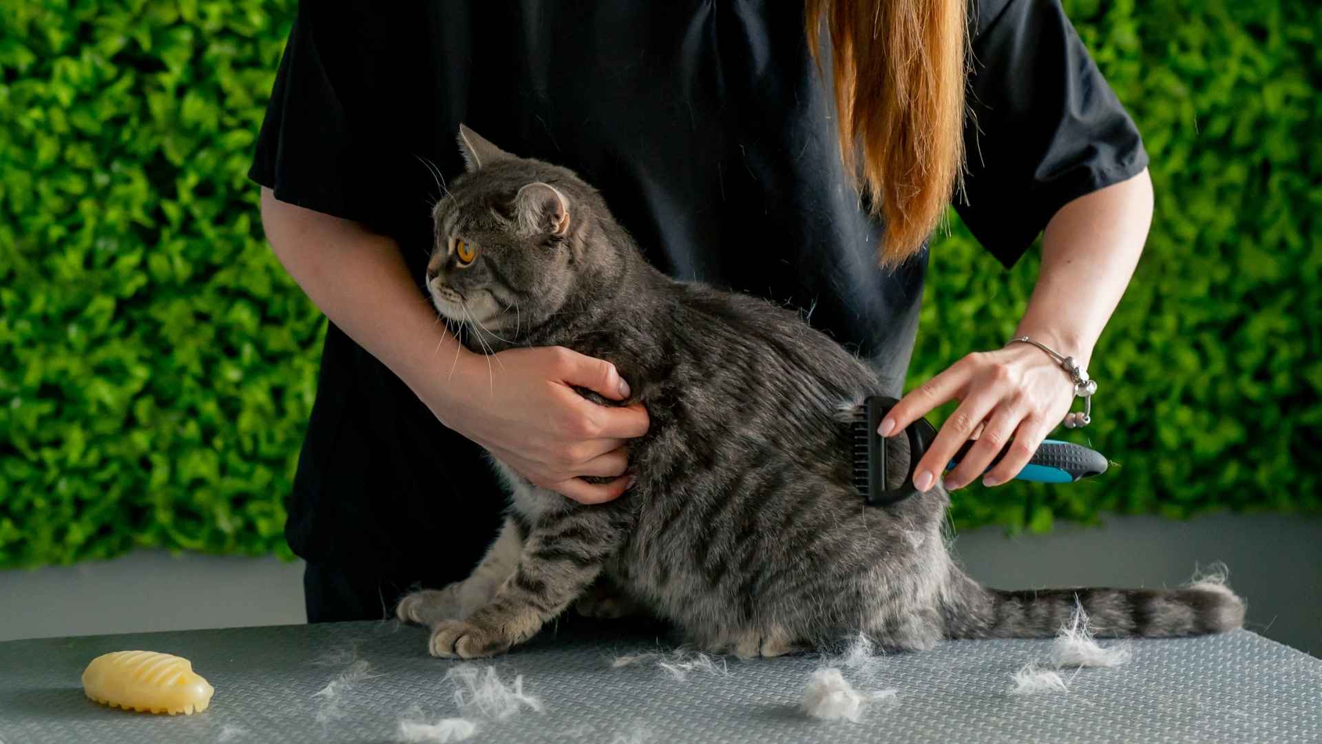 7 Cats That Shed Less That Keep Your Home Fur-Free