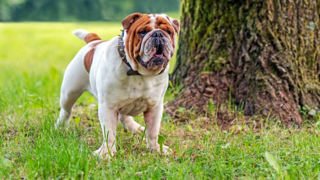 7 Charming Dogs That Look Like French Bulldogs: Best Alternatives