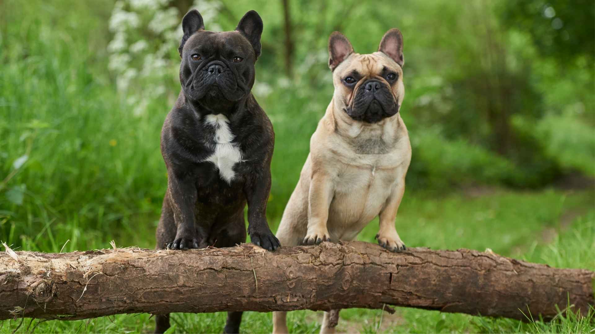 7 Cutest Flat Nose Dog Breeds: Adorable & Distinctive!