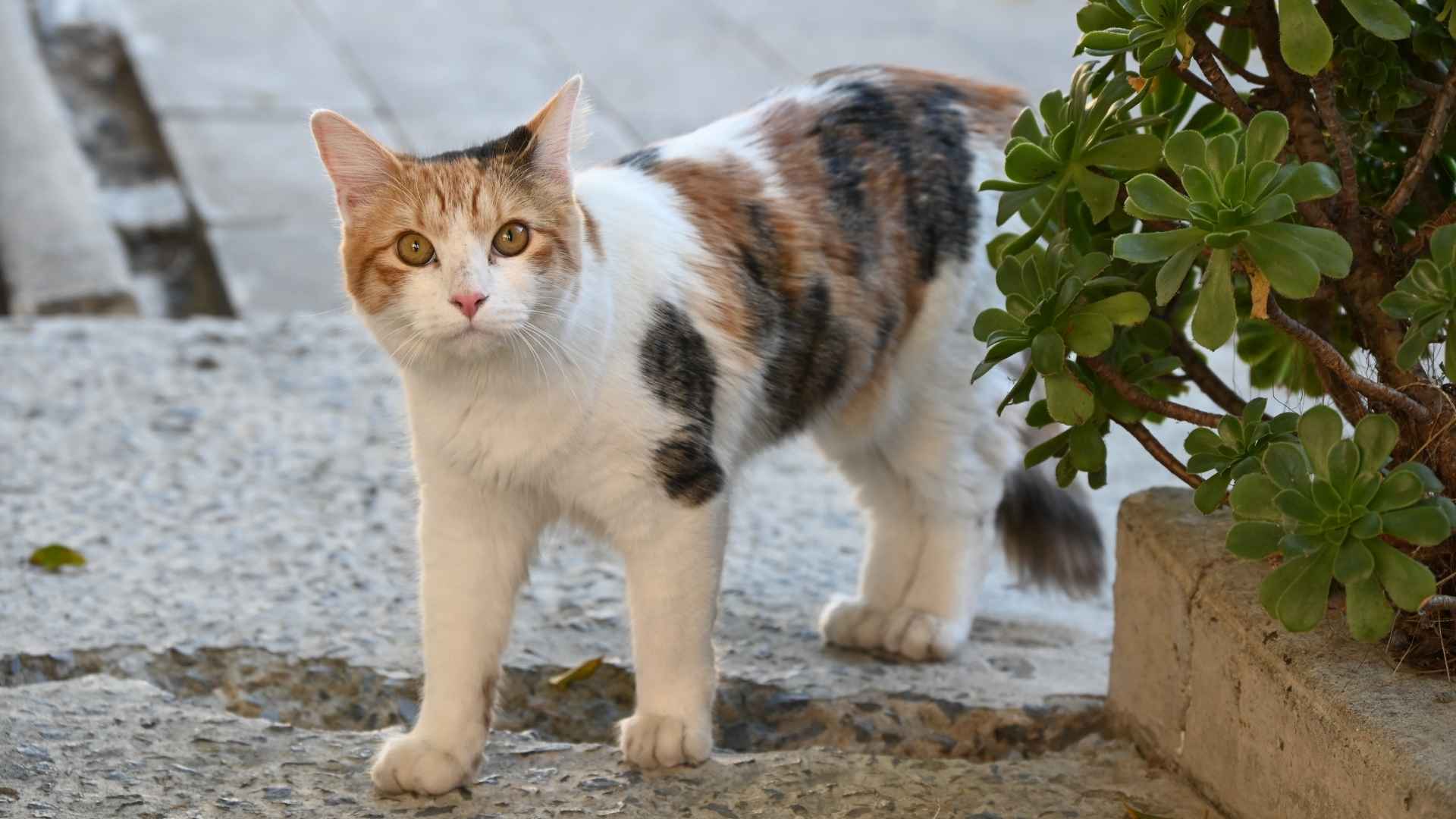 7 Different Types of Calico Cats with Unique Patterns & Stunning Colors