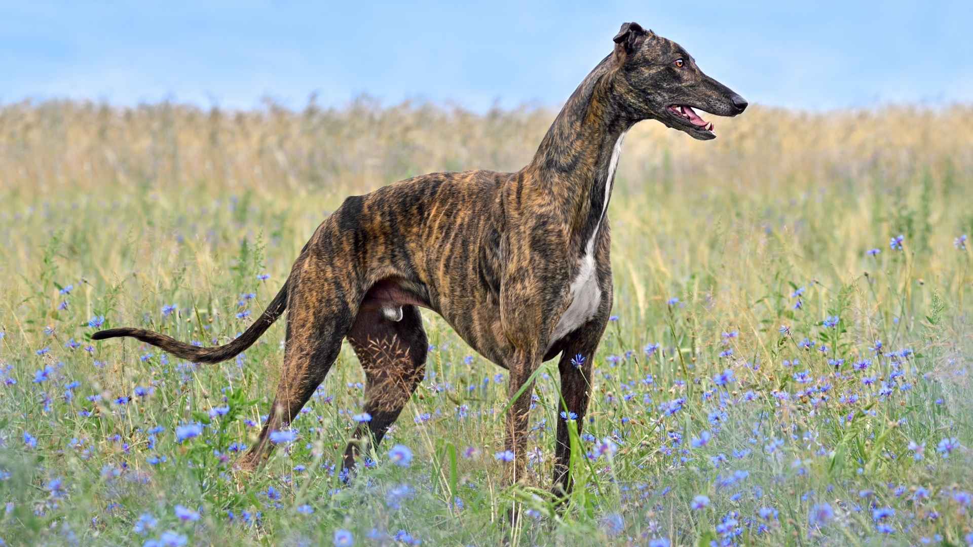 7 Dog Breeds That Are Brindle with Bold Coats and Big Hearts