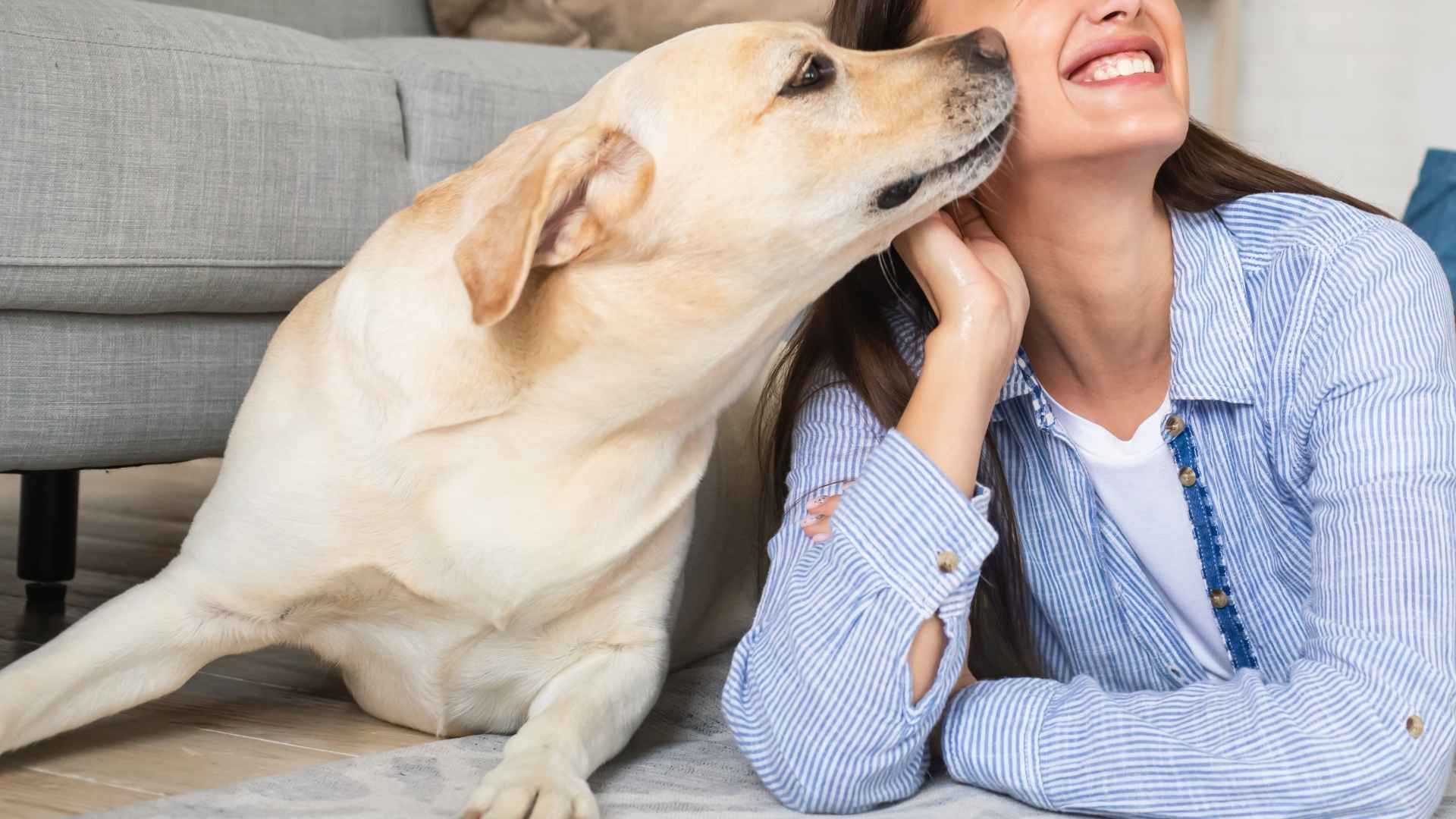 7 Dog Breeds That Lick The Most and Show Love with Their Tongue