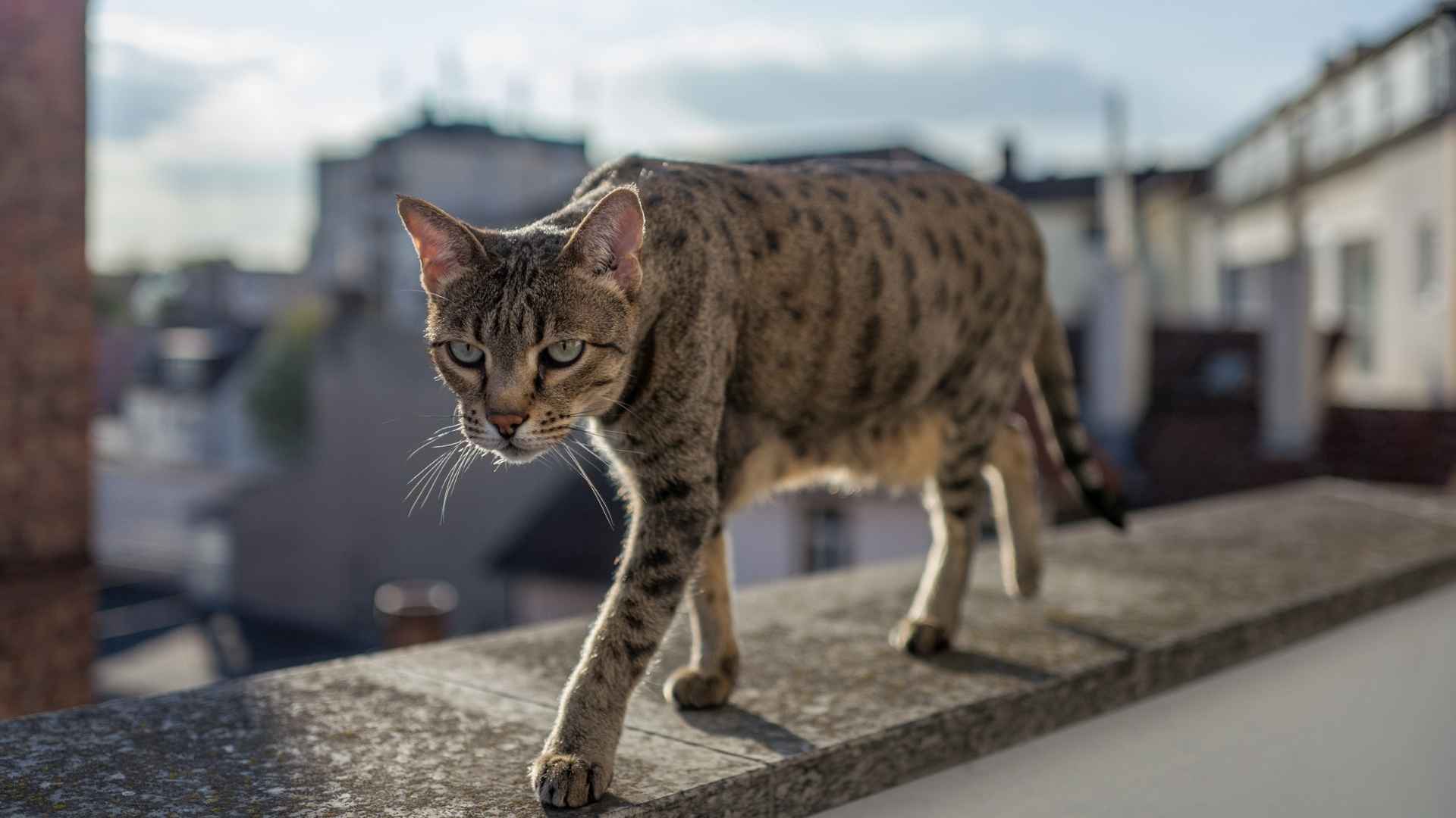 7 Domestic Cats That Look Like Leopards You Can Actually Own